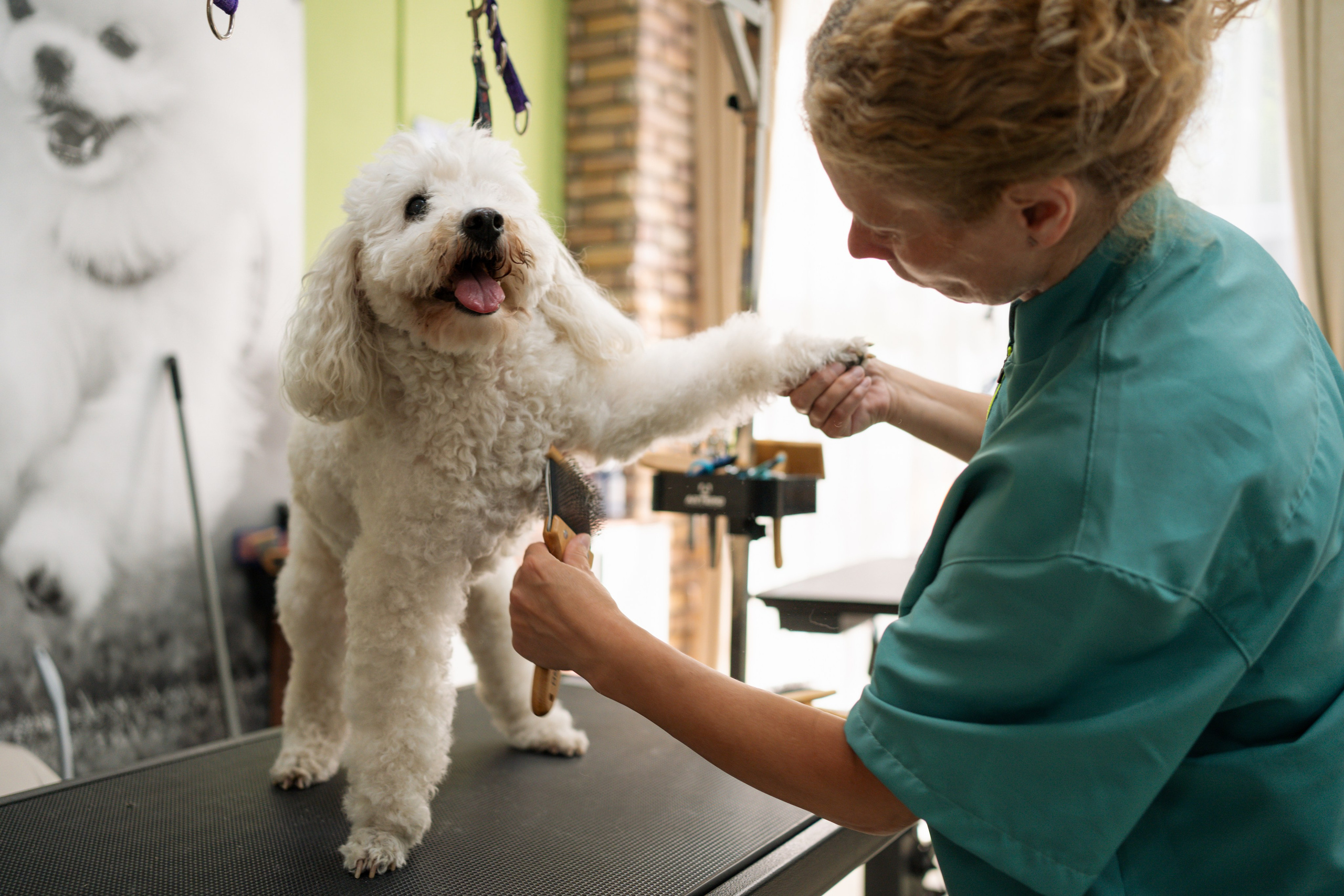 PetGroom Timisoara. Cozac Cristian Photographer