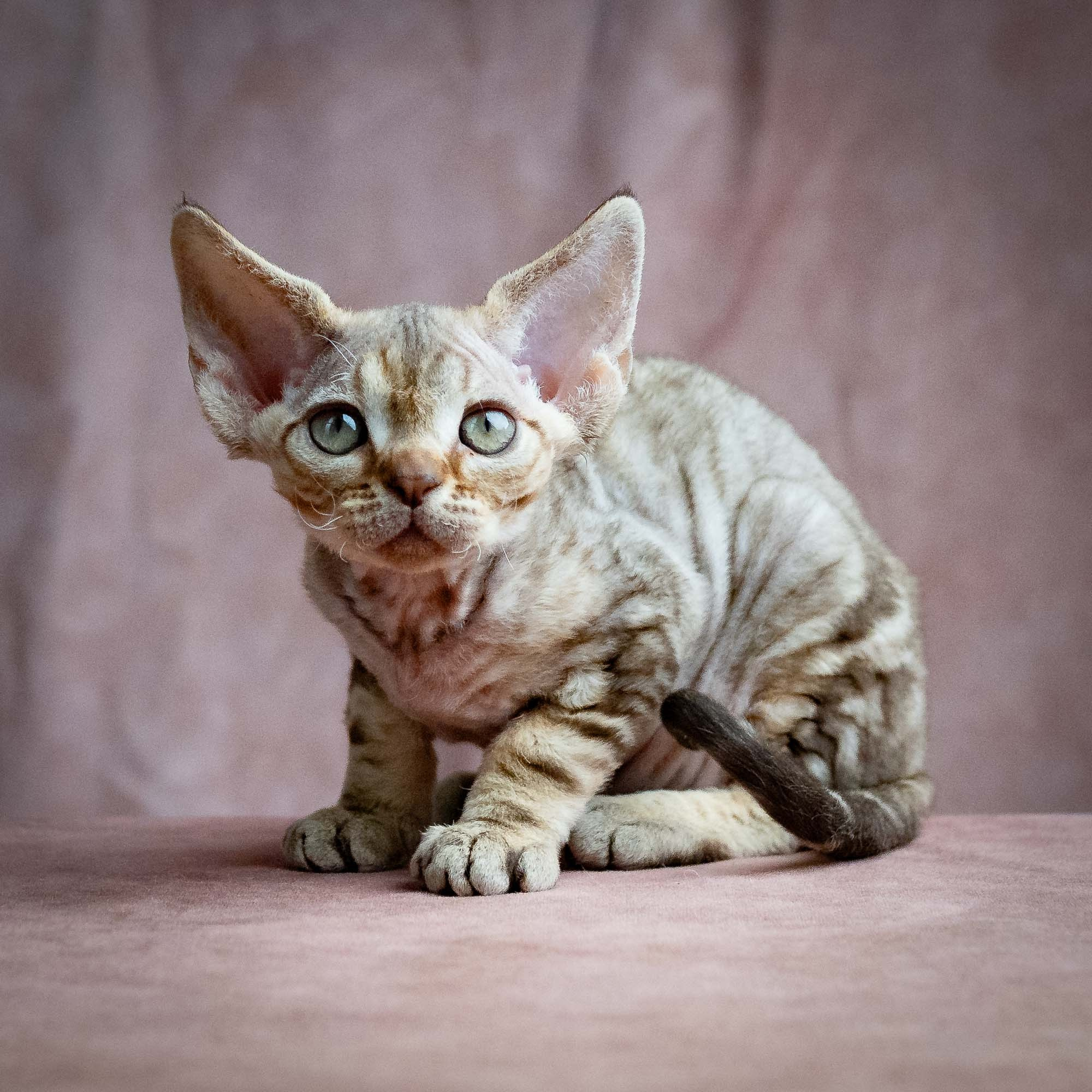Sirius, boy, born 05.15.26. Devon Rex Pixie Cattery