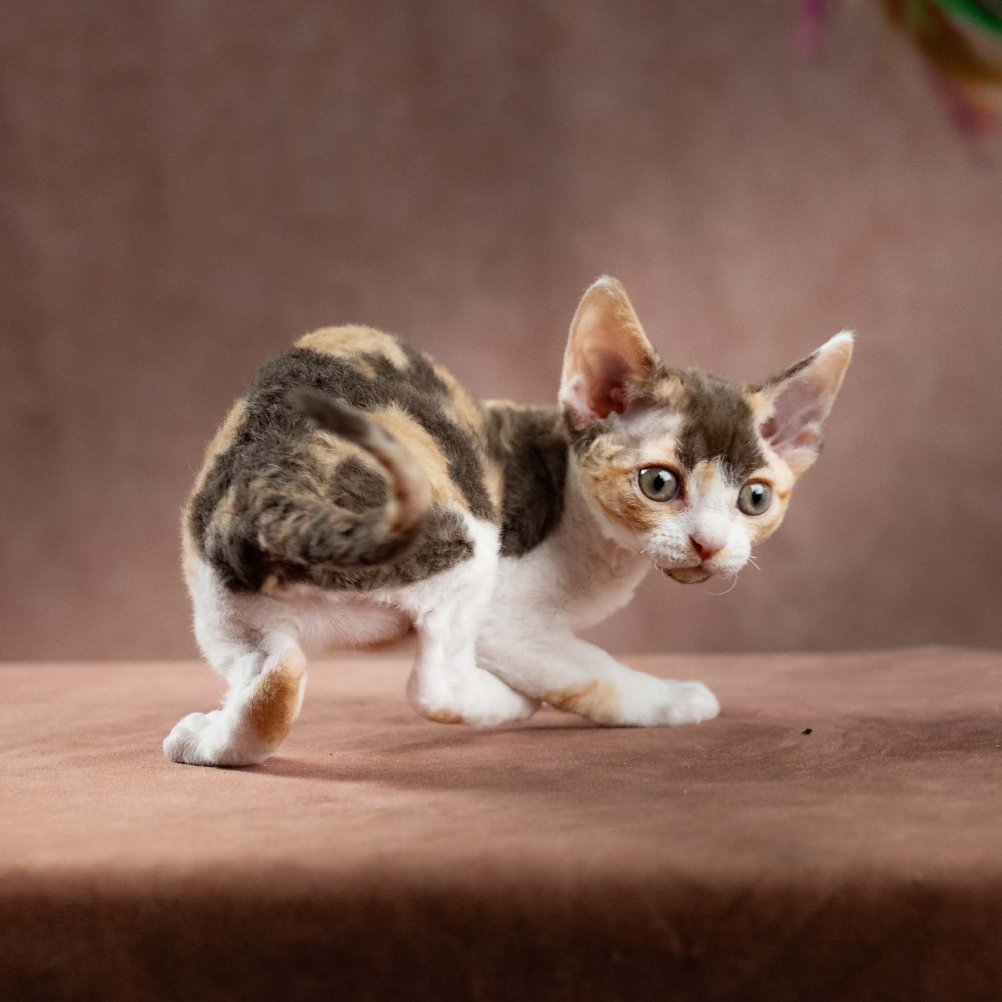 Dixie, girl, born on 06.06.24 SOLD. Devon Rex Pixie Cattery