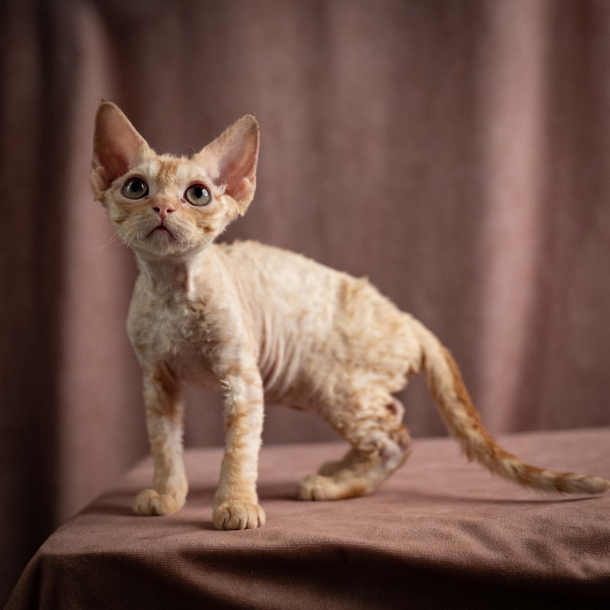 Piper, girl, born 02.11.26. Devon Rex Pixie Cattery