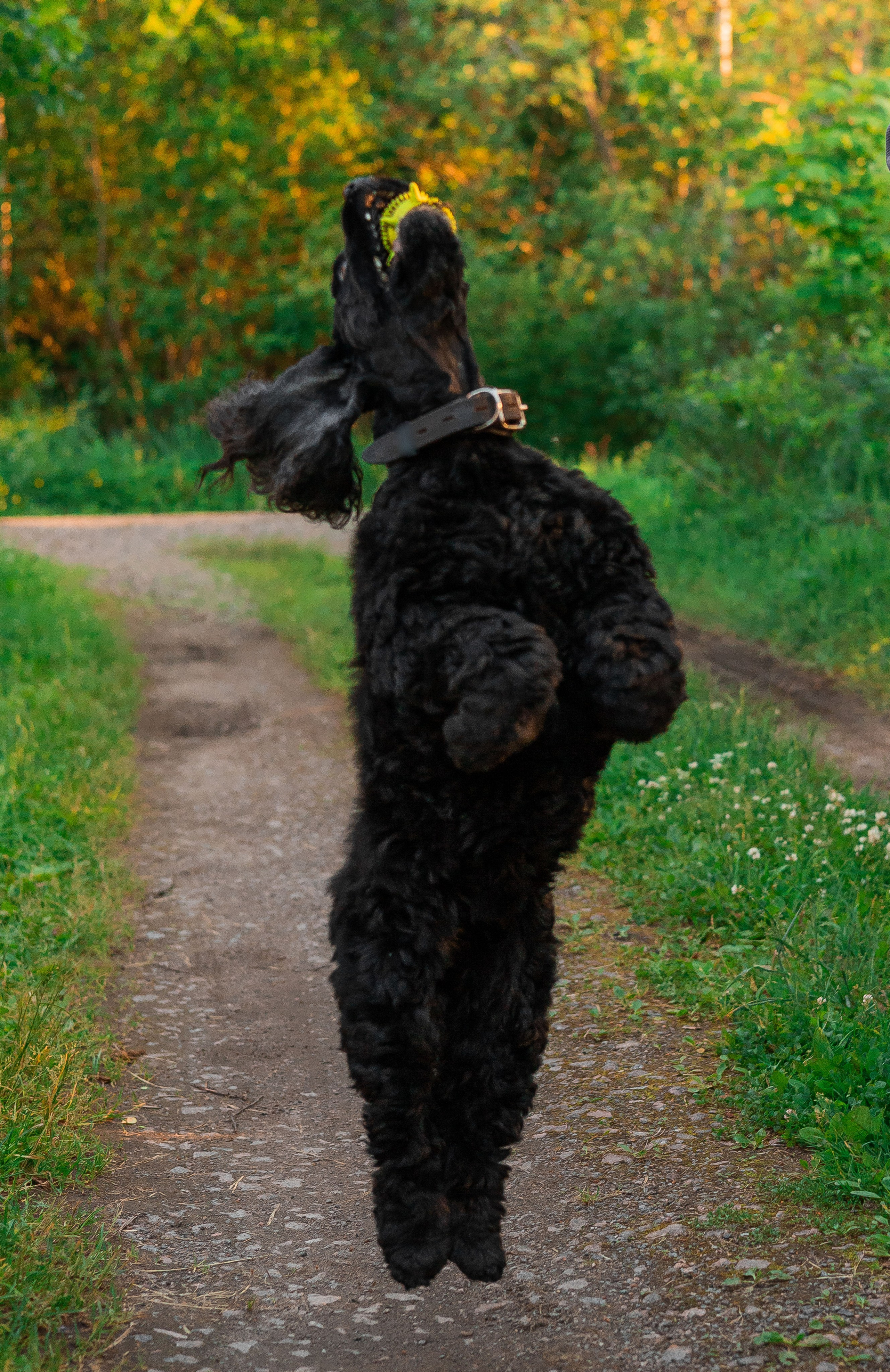 Александр, Катюша и Ендейк. Фотограф-анималист | Белград