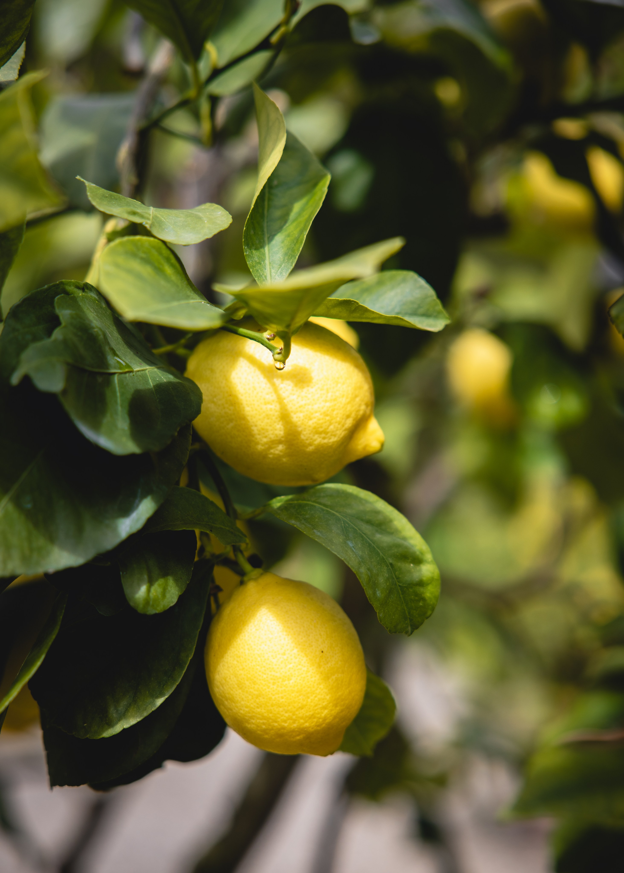 Tuscany Wedding Villa La Commenda Concordia. Professional wedding photographer in Copenhagen, Denmark — Julia Byron