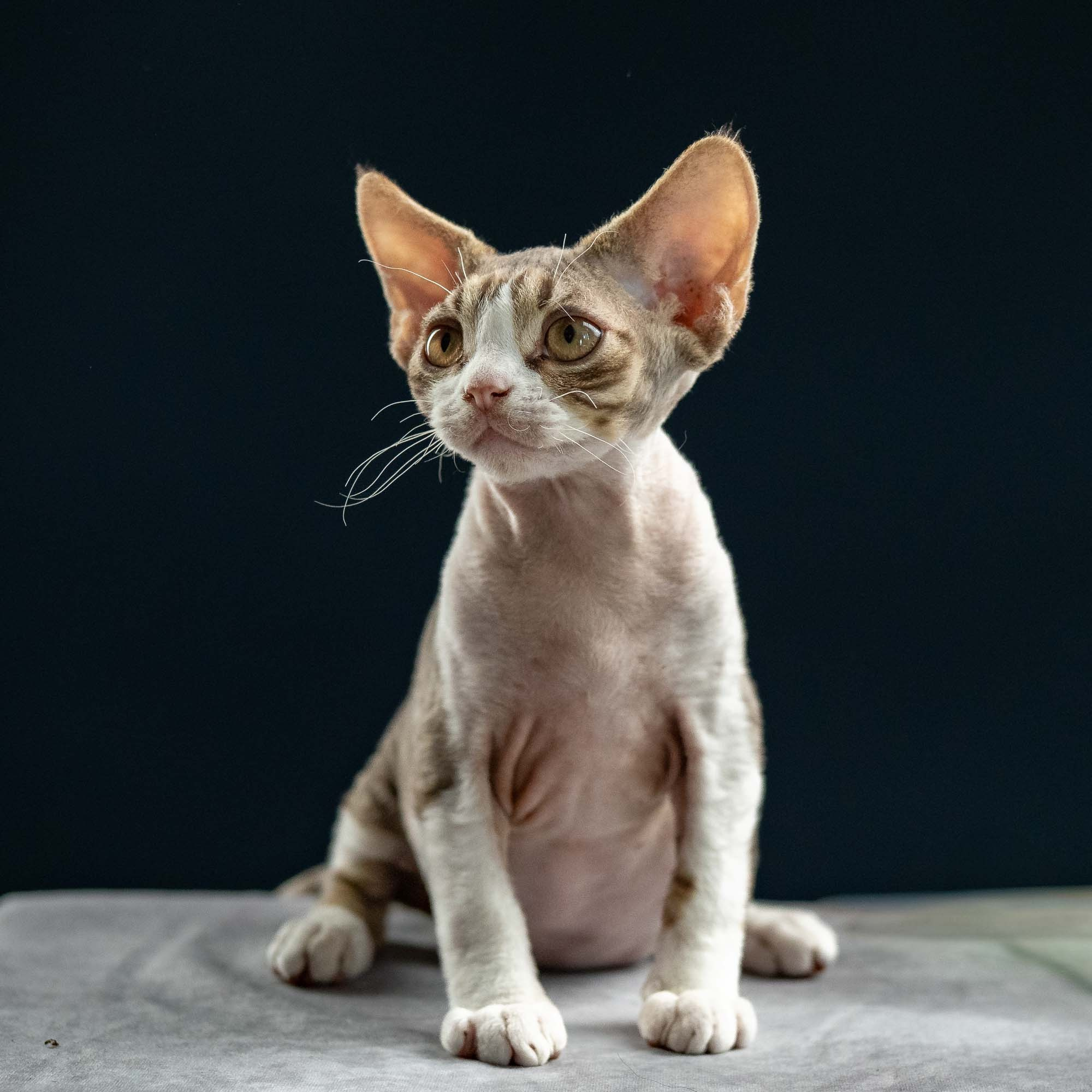 Hugo, boy, born 04.20.25. Devon Rex Pixie Cattery