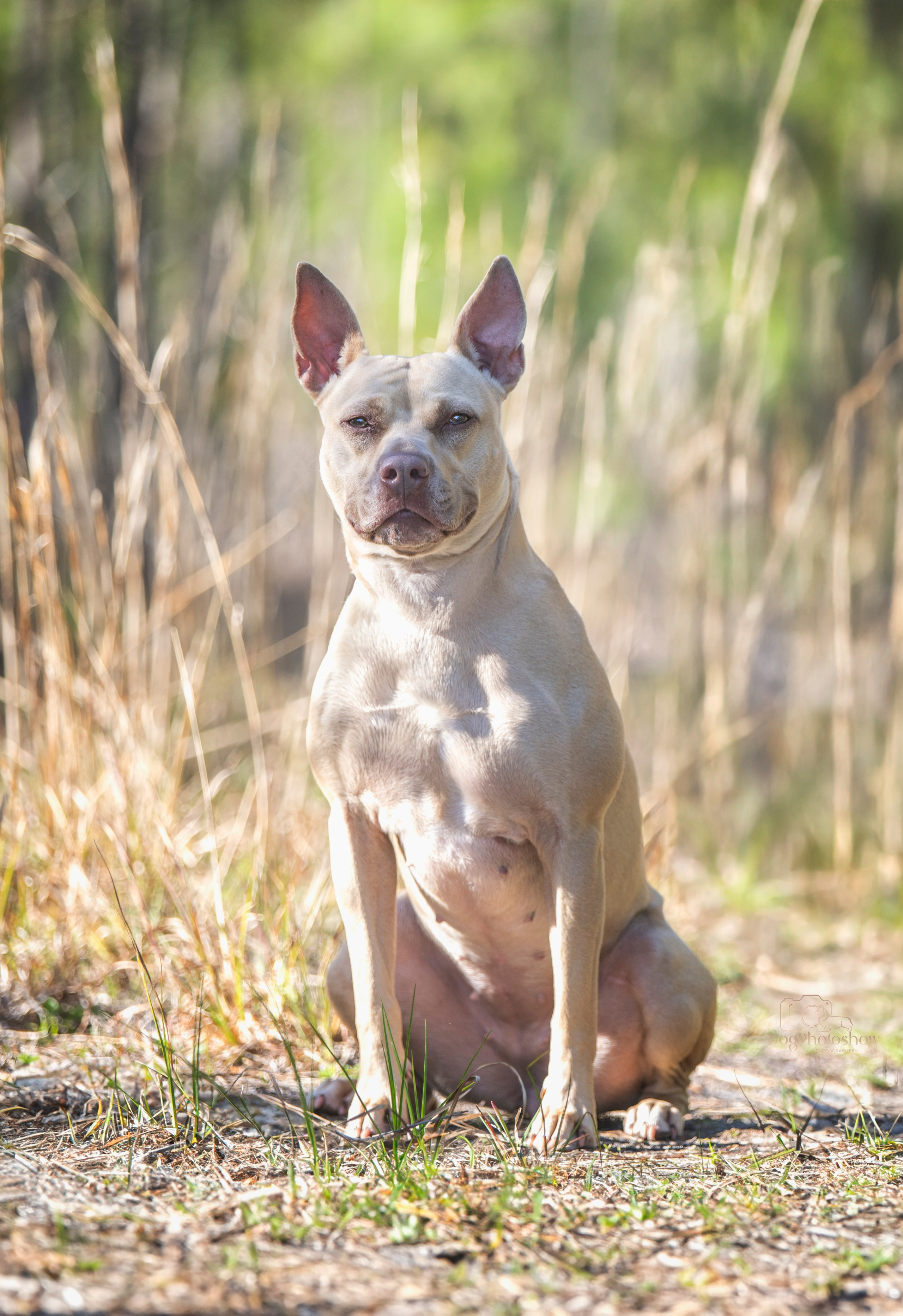 📸 12. Katerina Royter Pet Photographer North Florida