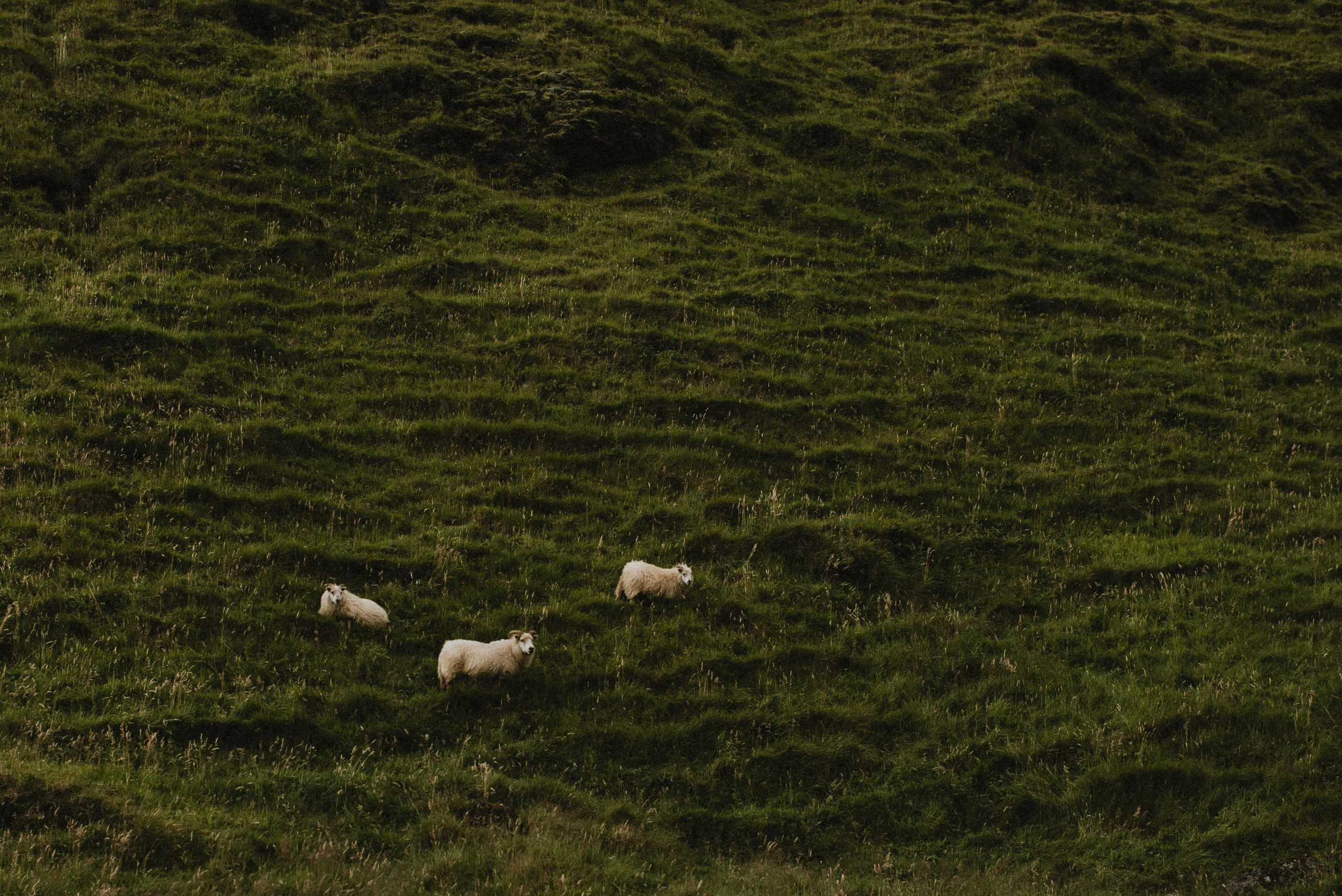 Eloping couple exploring the lush green canyon near Kvernufoss, surrounded by untouched Icelandic nature.