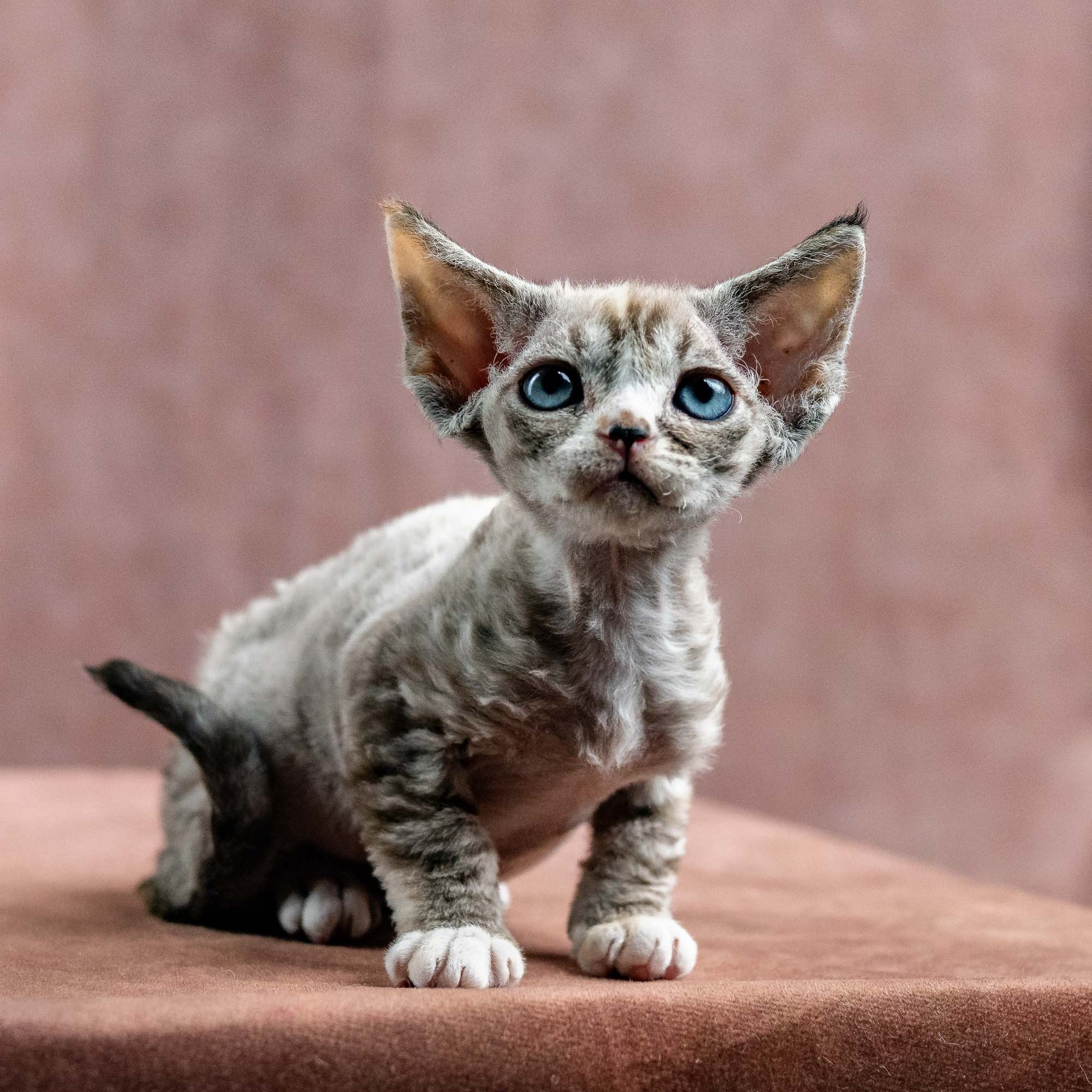 Kasia,  girl, born 07.02.2025. Devon Rex Pixie Cattery