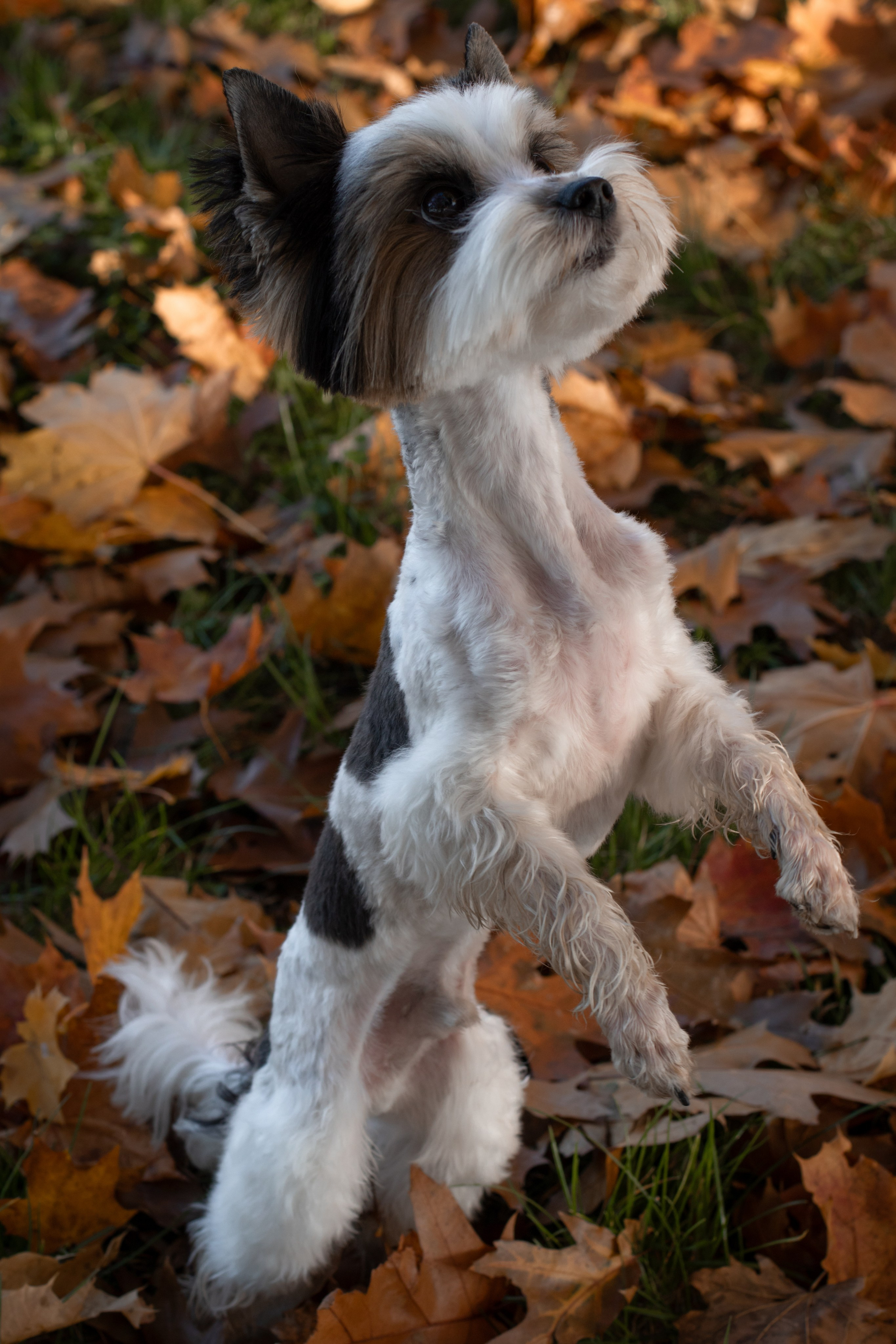 Полина и Луи. Фотограф Лейпциг