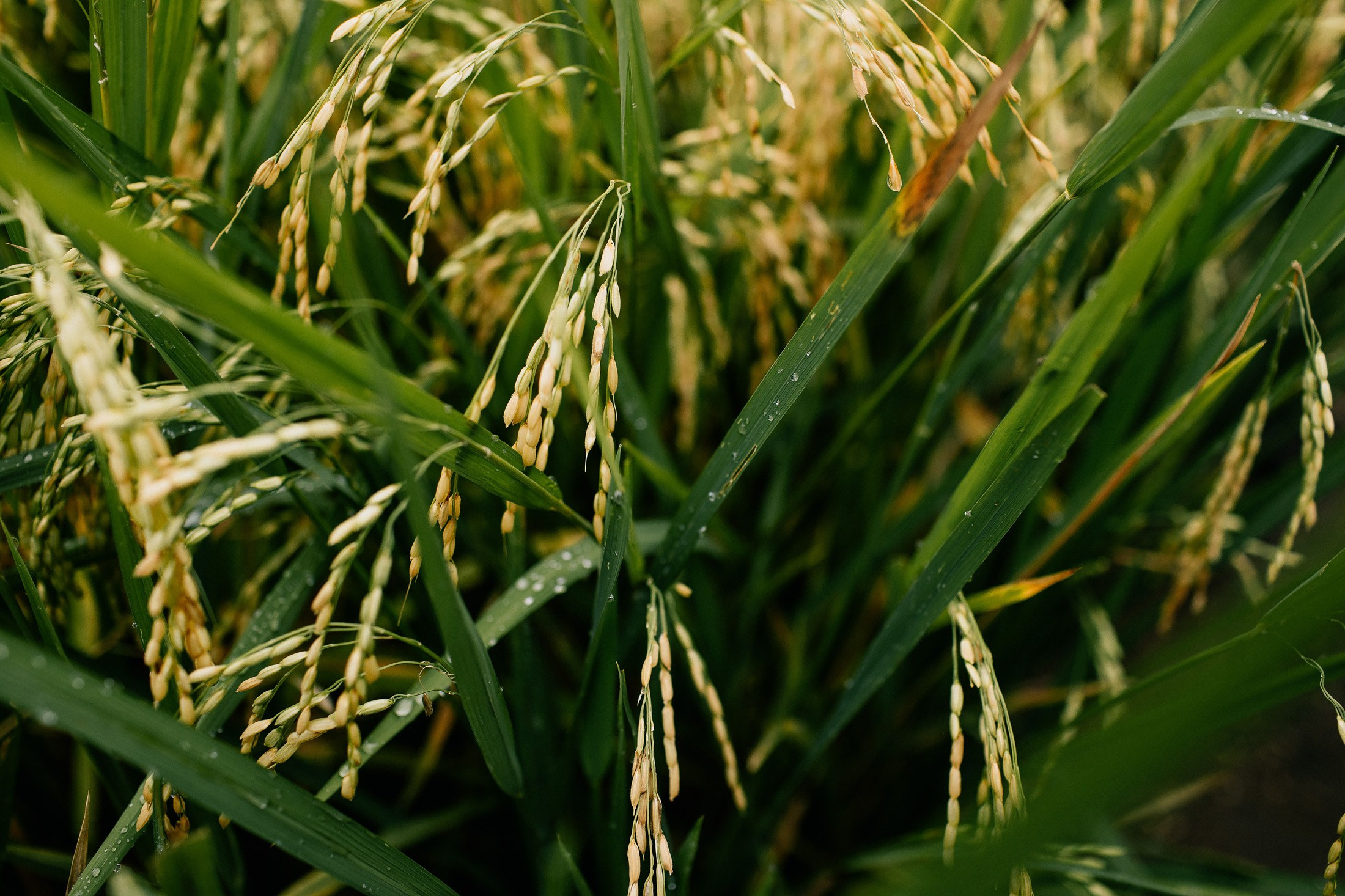 Hotel + Rice terraces. Getitfeel — Aesthetic Photography and Videography