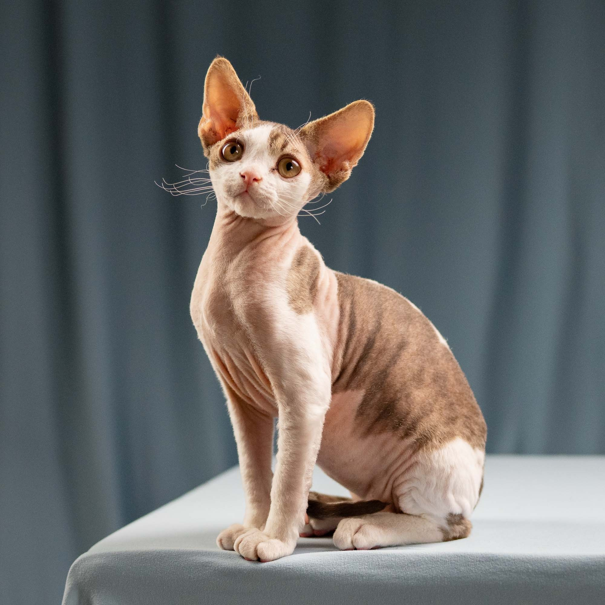 Hermes, boy, born 04.20.25. Devon Rex Pixie Cattery