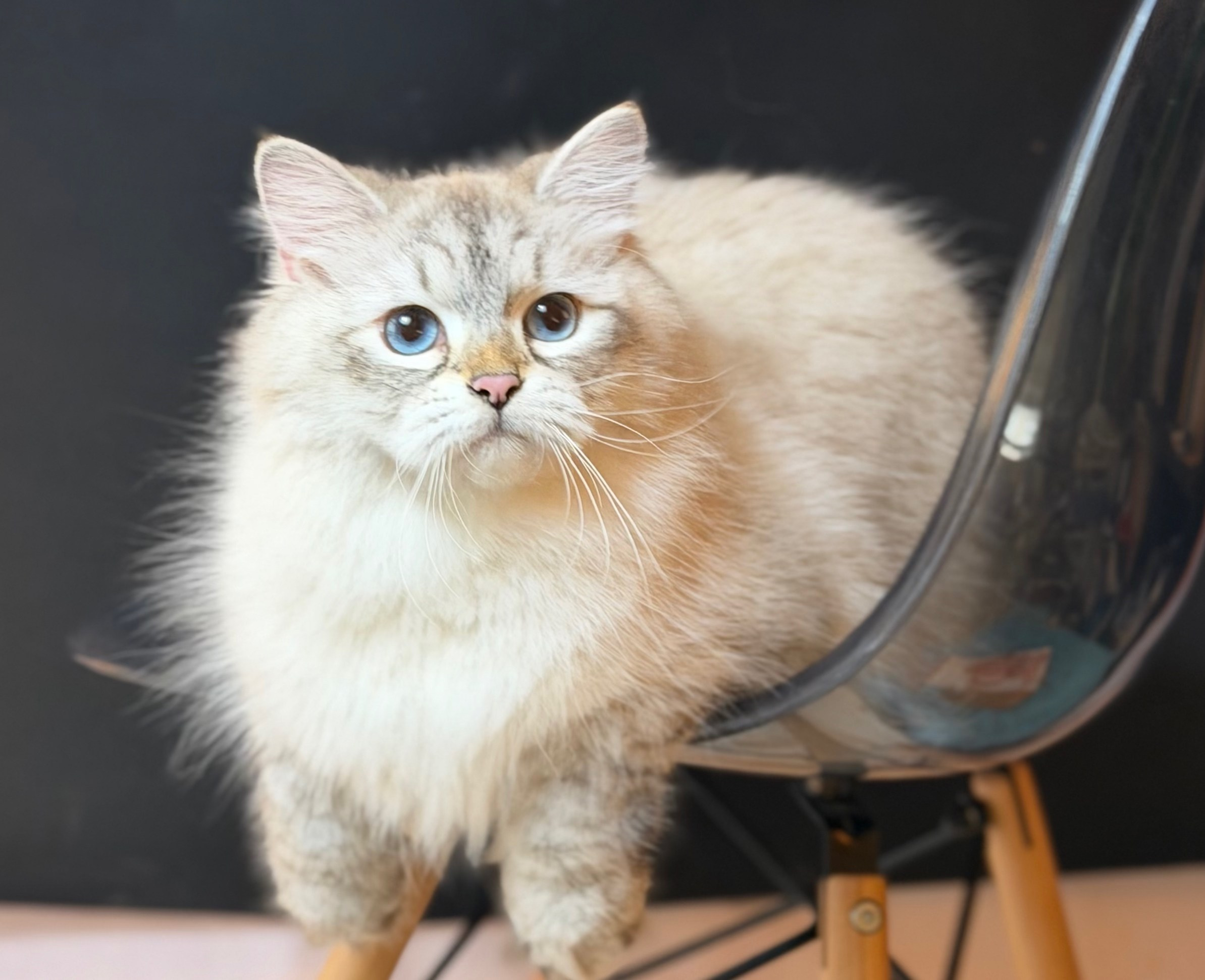 LEMON GREEN SIBERIANS AIUSHA