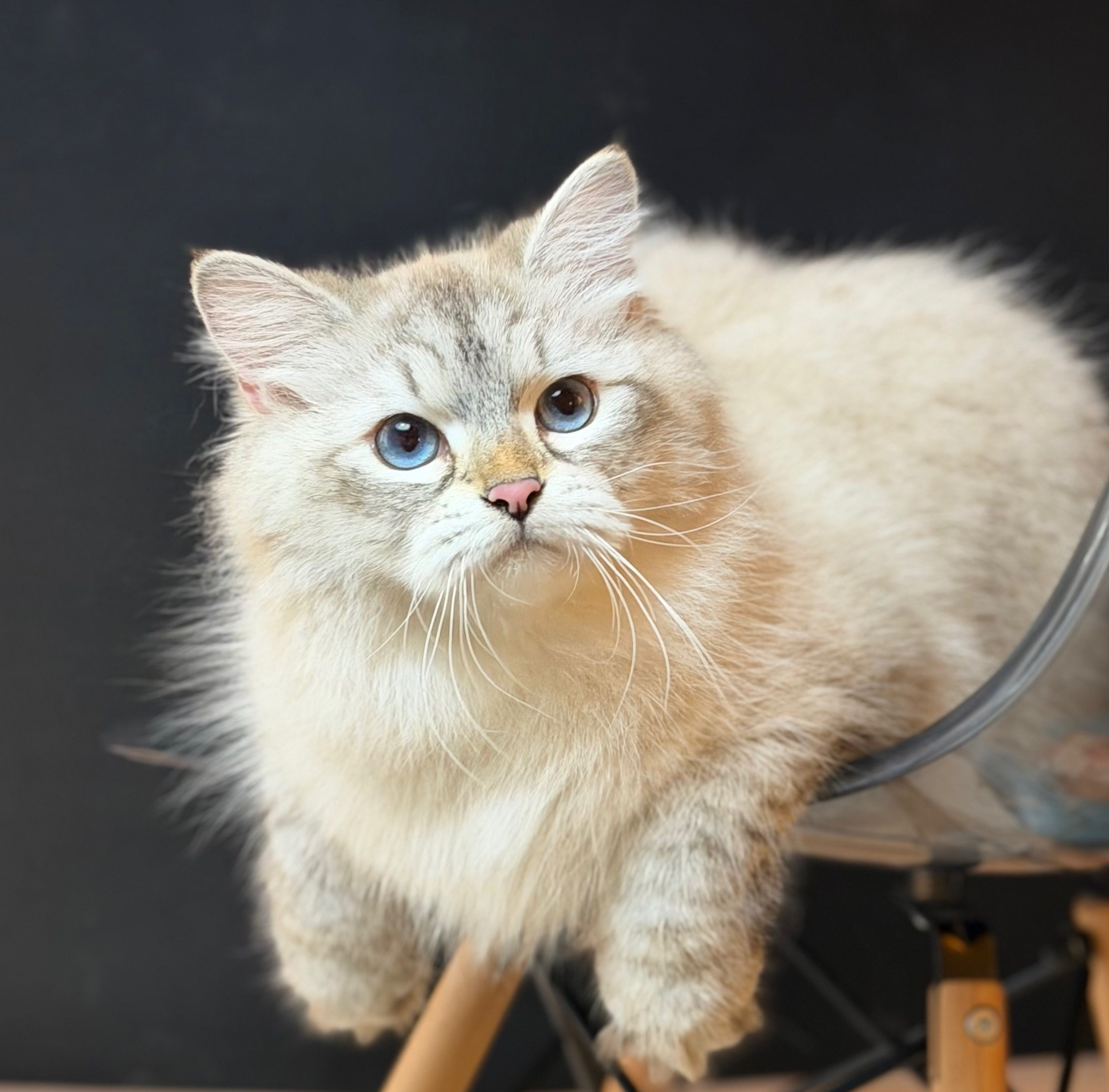 LEMON GREEN SIBERIANS AIUSHA