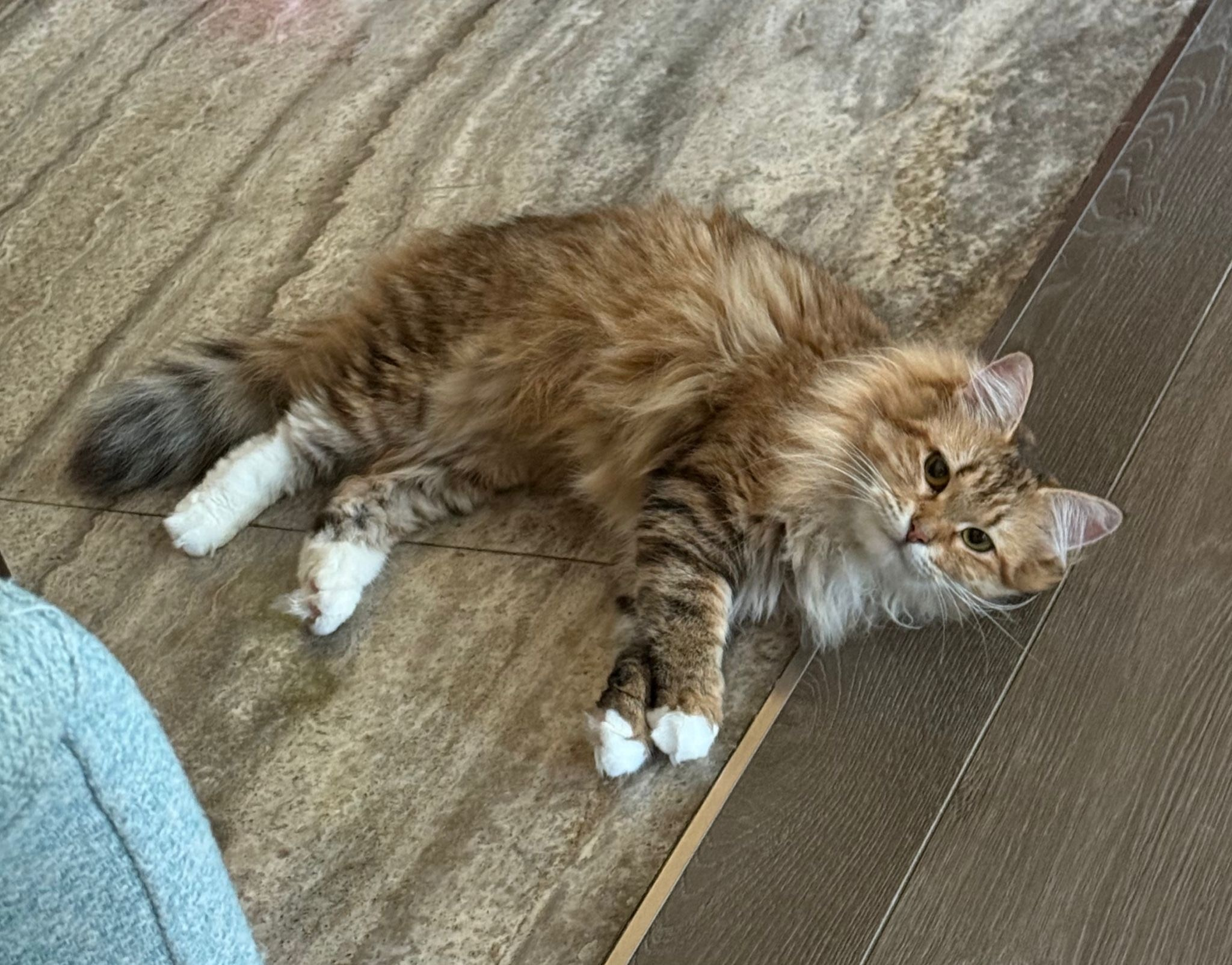 Out of GC Sibaris Nazar & Sibella Demetra , inherits the beauty of her mum 