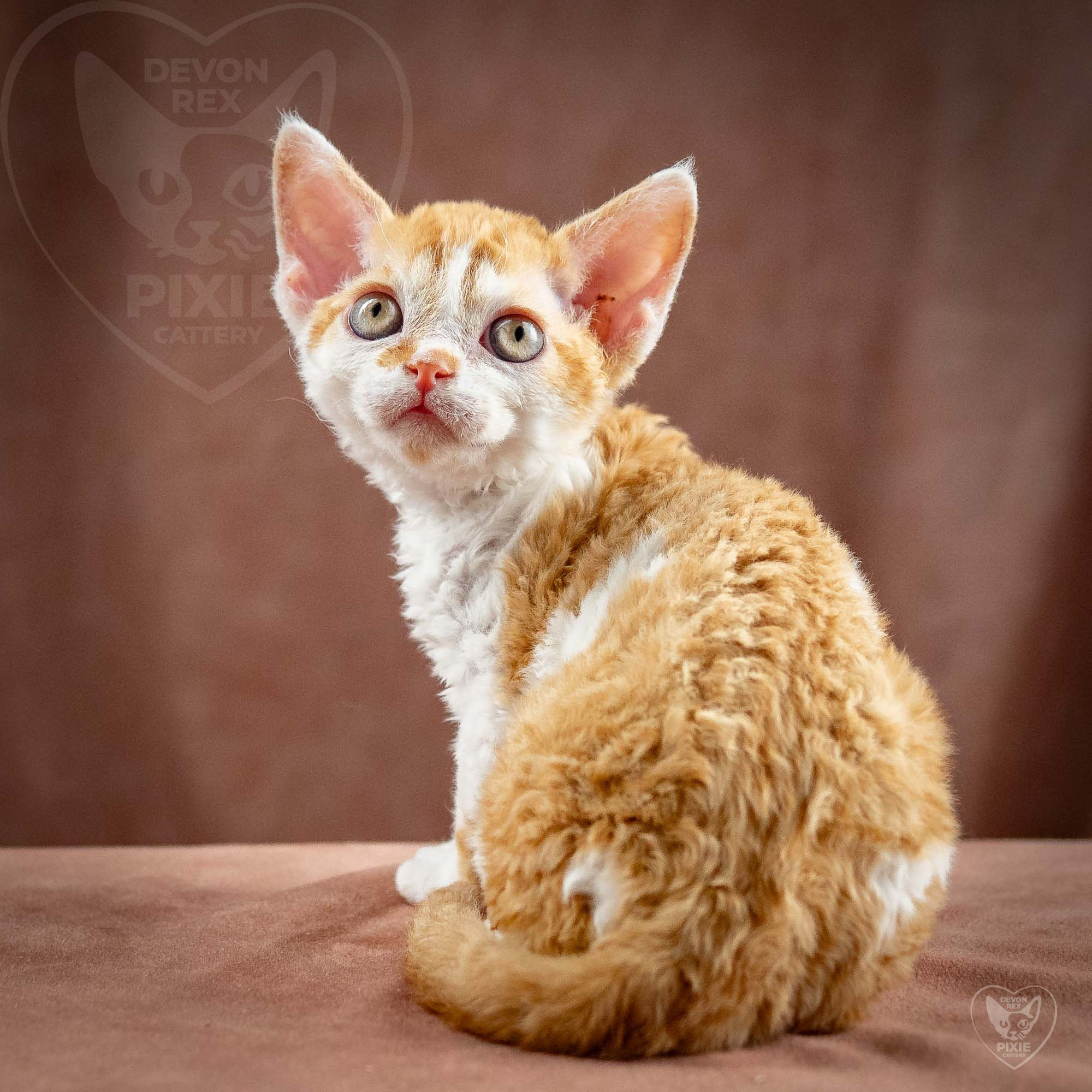 Gary,  boy, born on 01.18.25. Devon Rex Pixie Cattery