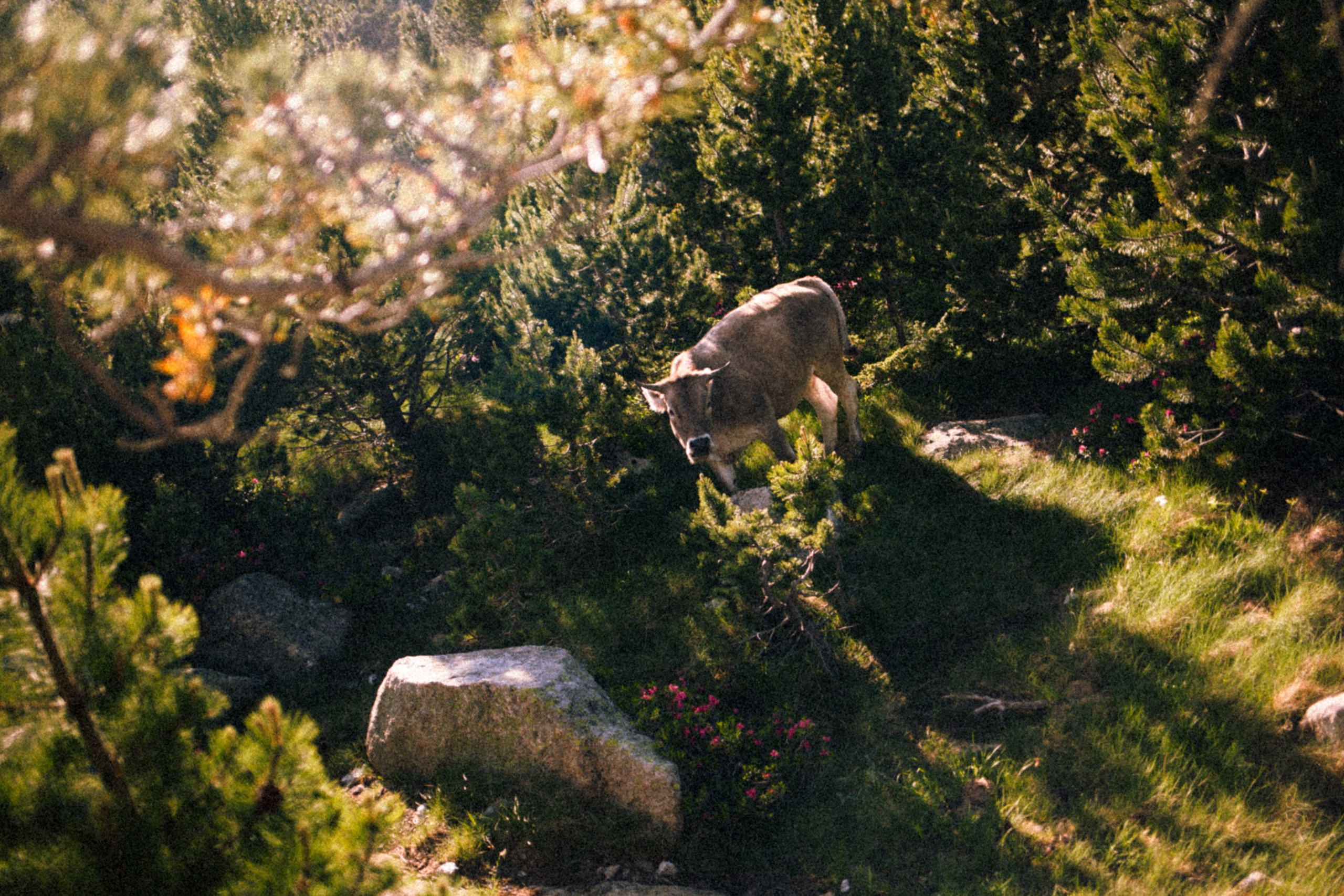 Fotografía del Refugio JM Blanc – Valle de Peguera, Pirineos. Marina Kálcheva – Photographer & Visual Artist in Barcelona