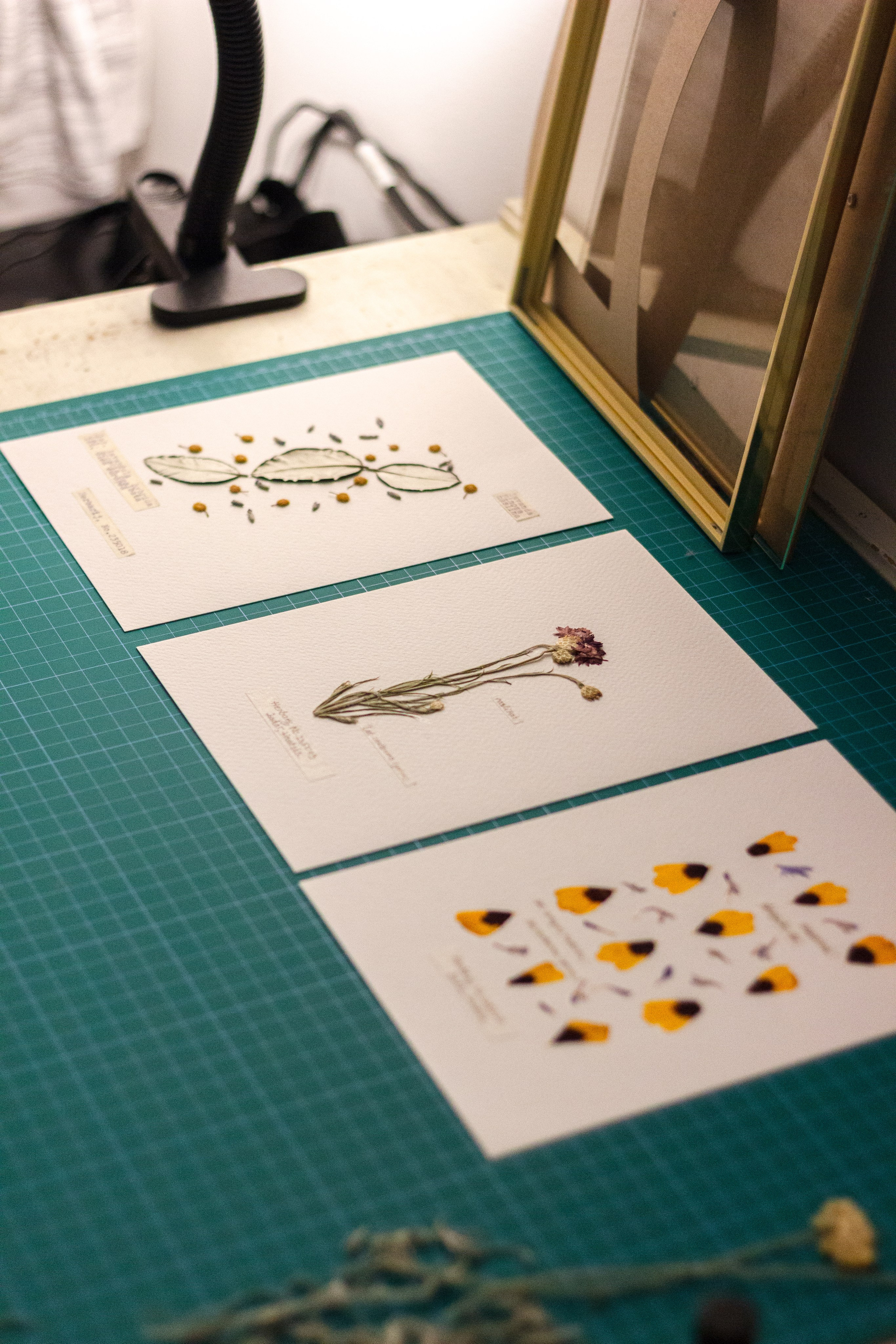 Portfolio. Herbarij studio