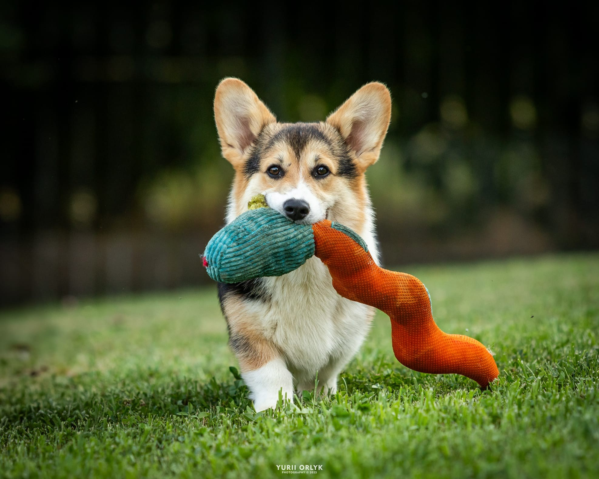 Puppies. Yurii Orlyk Photography