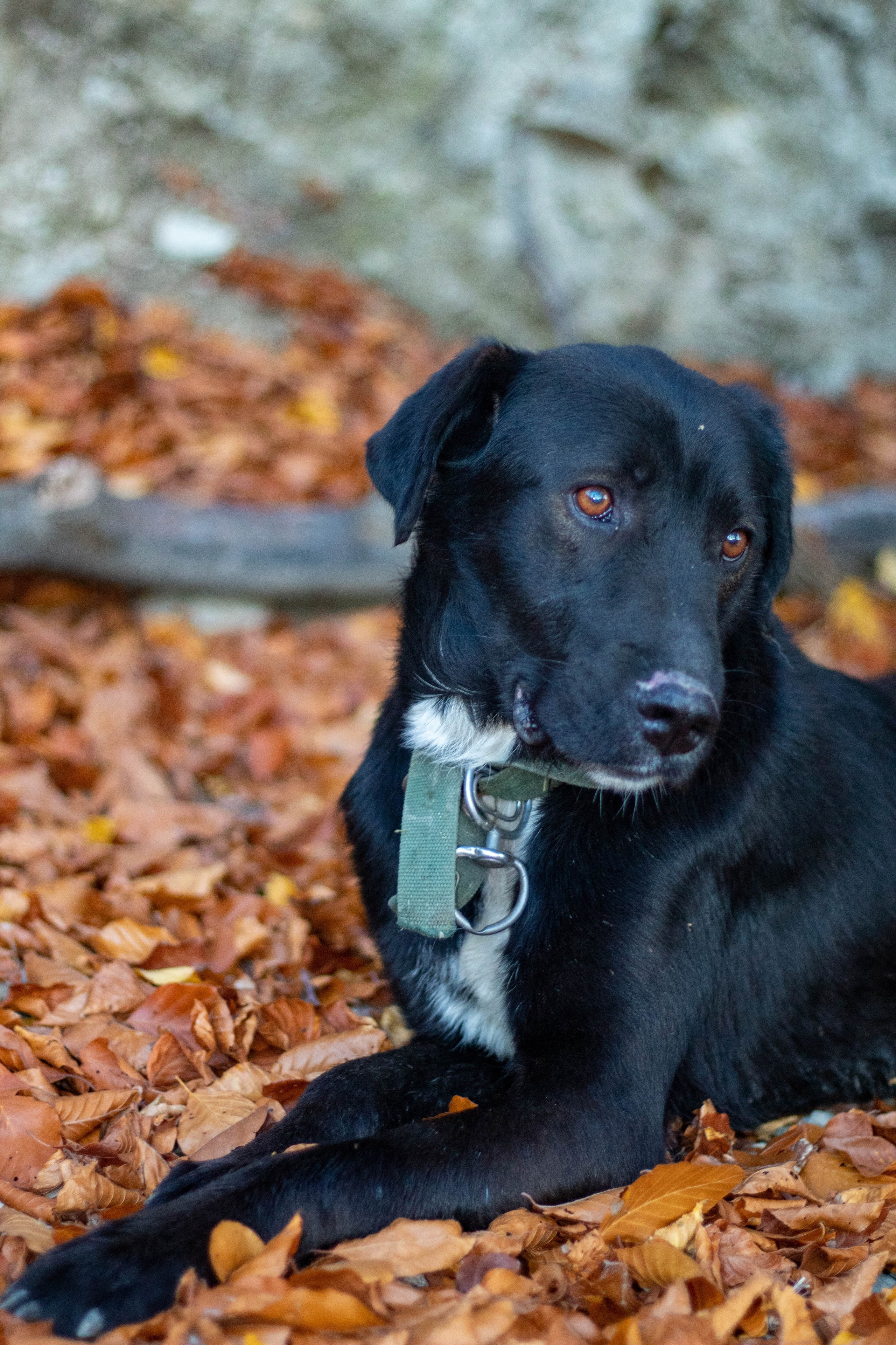 Black dog resting on a bed of brown autumn leaves with a leash visible.
