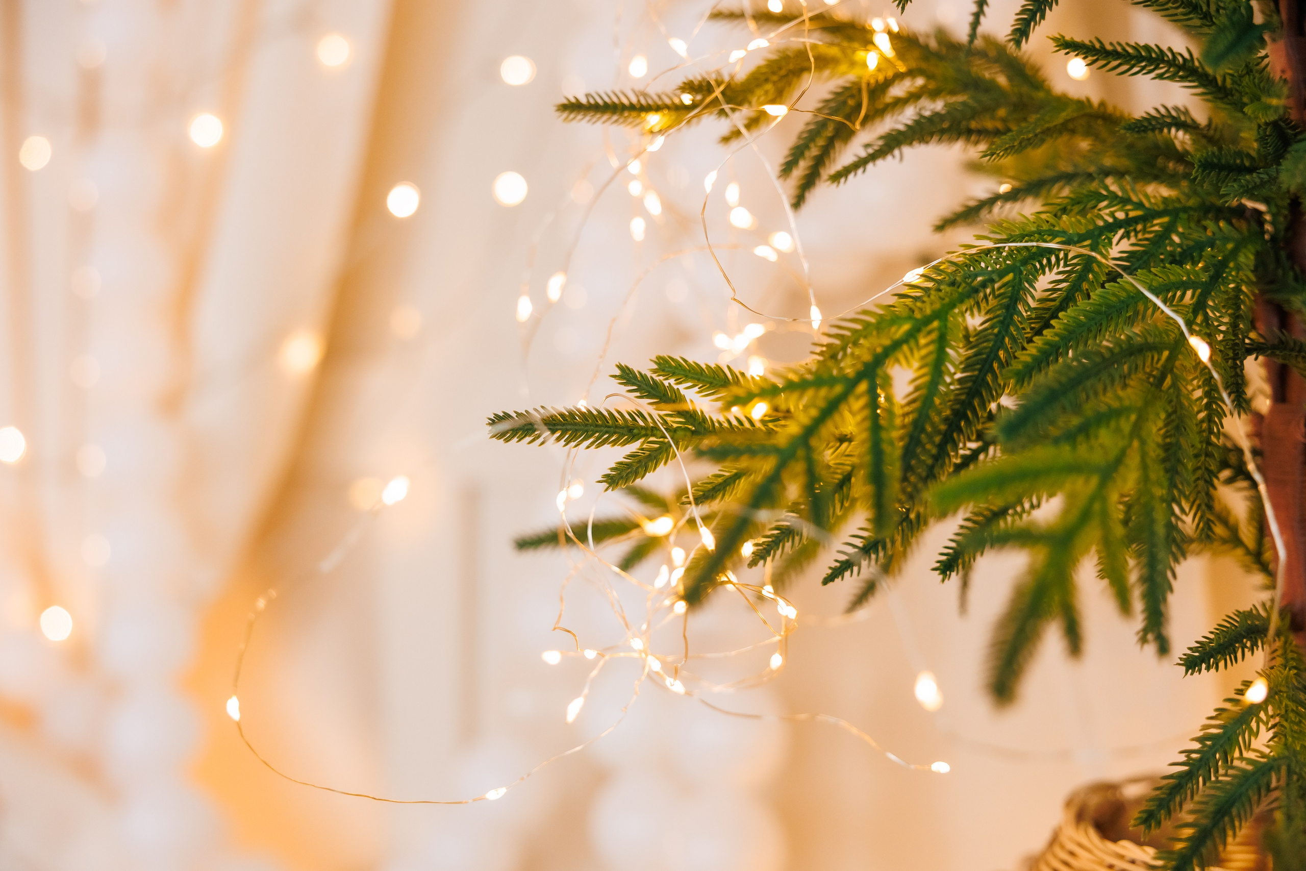 Коледа 2025 №2. Фотограф Ирина Йотова