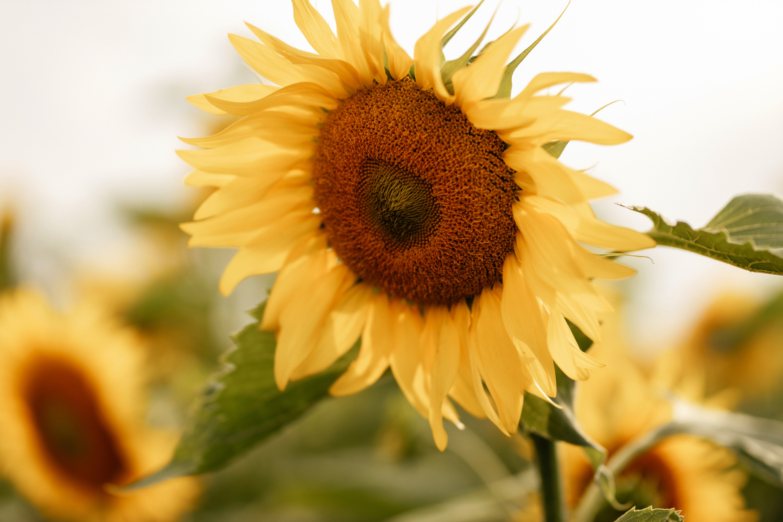 Солнечный рай. Фотограф Даугавпилс/Рига Виктория Нитиша