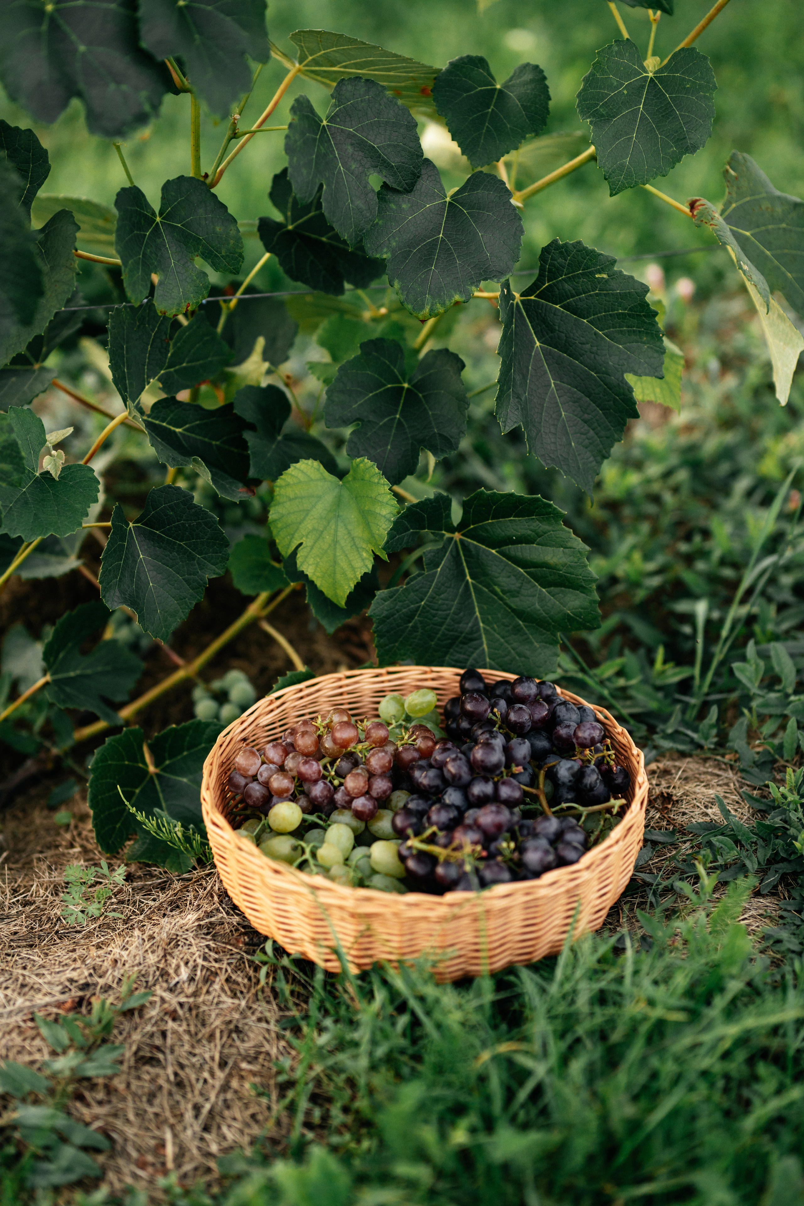 Наталья в винограднике. Фотограф Даугавпилс/Рига Виктория Нитиша