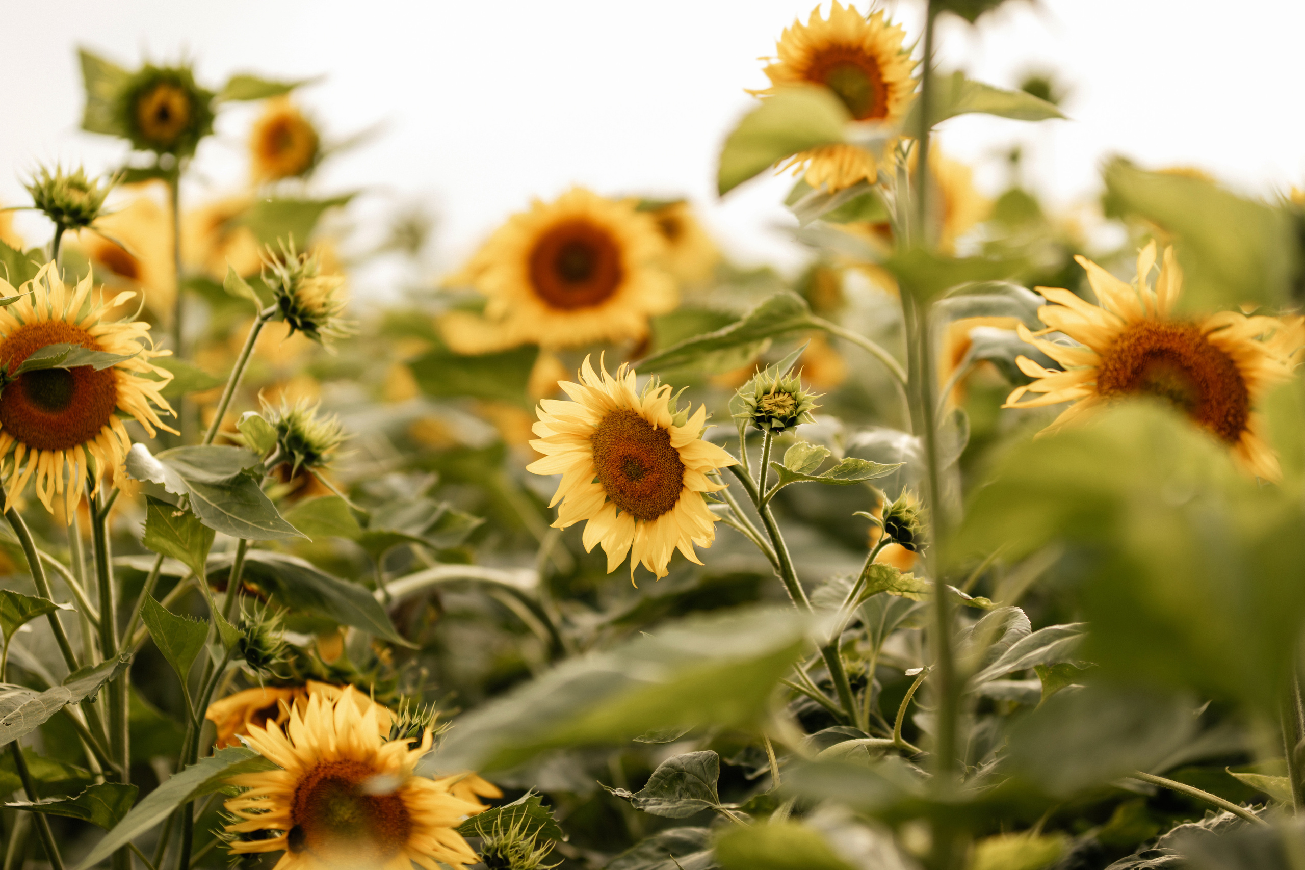 Солнечный рай. Фотограф Даугавпилс/Рига Виктория Нитиша