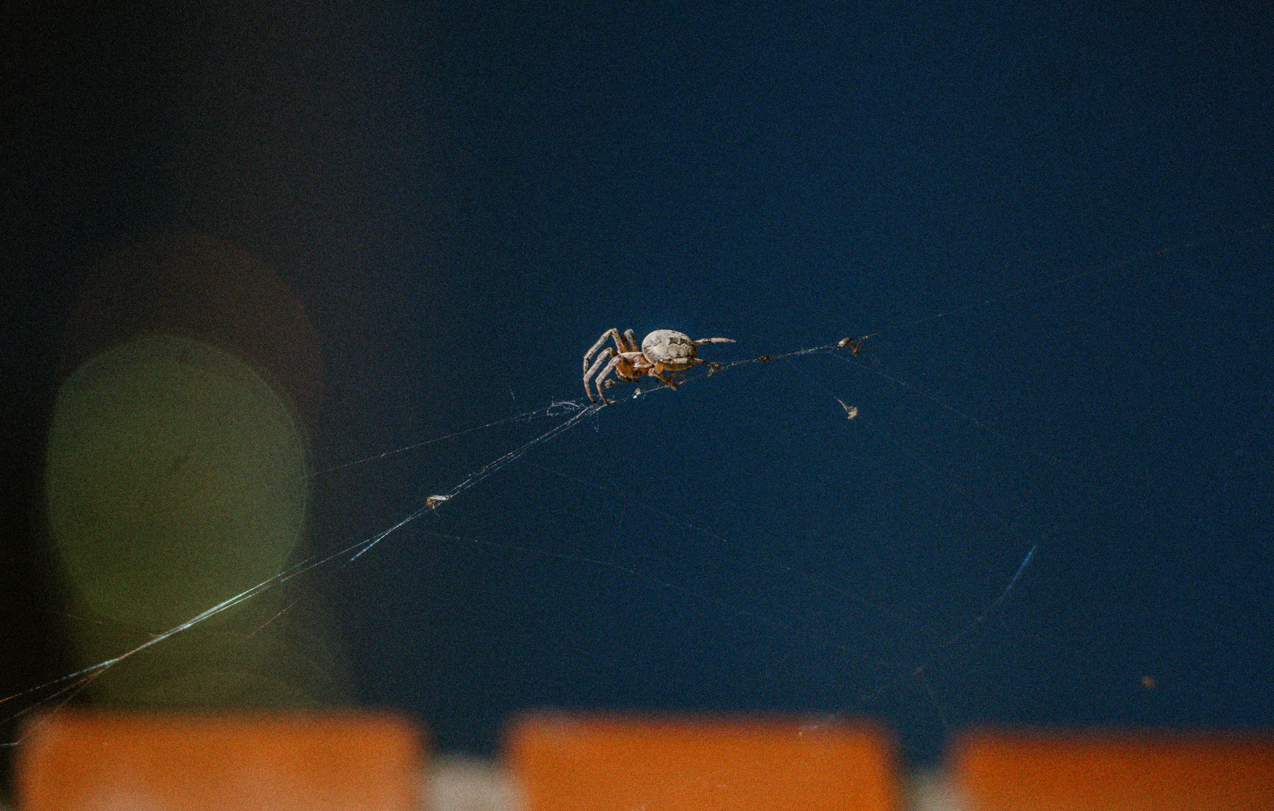 2025. Стрит-фотография, полная абсурда, идиотизма и красоты