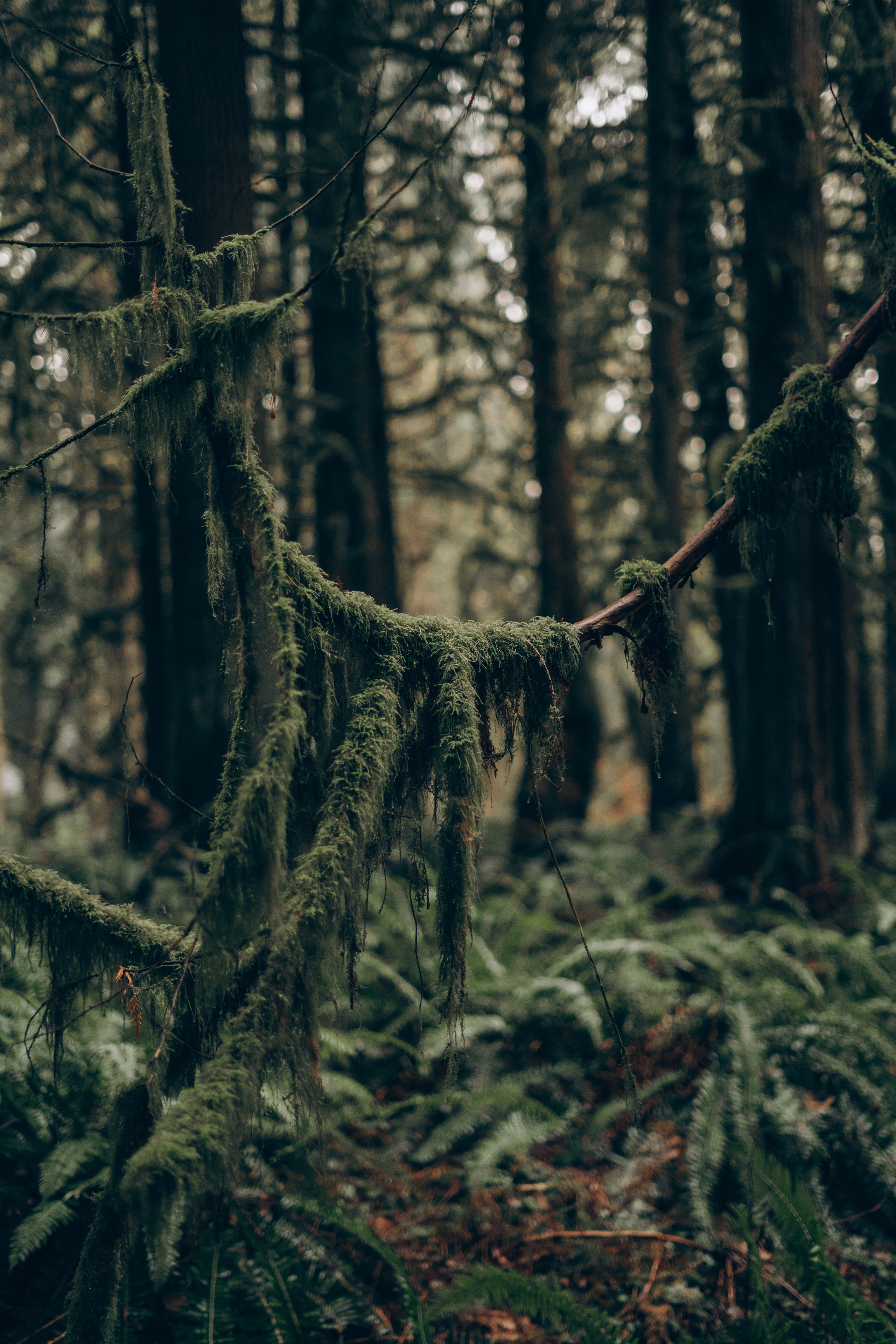 Korneliia. Wedding, family and portrait photographer in Portland