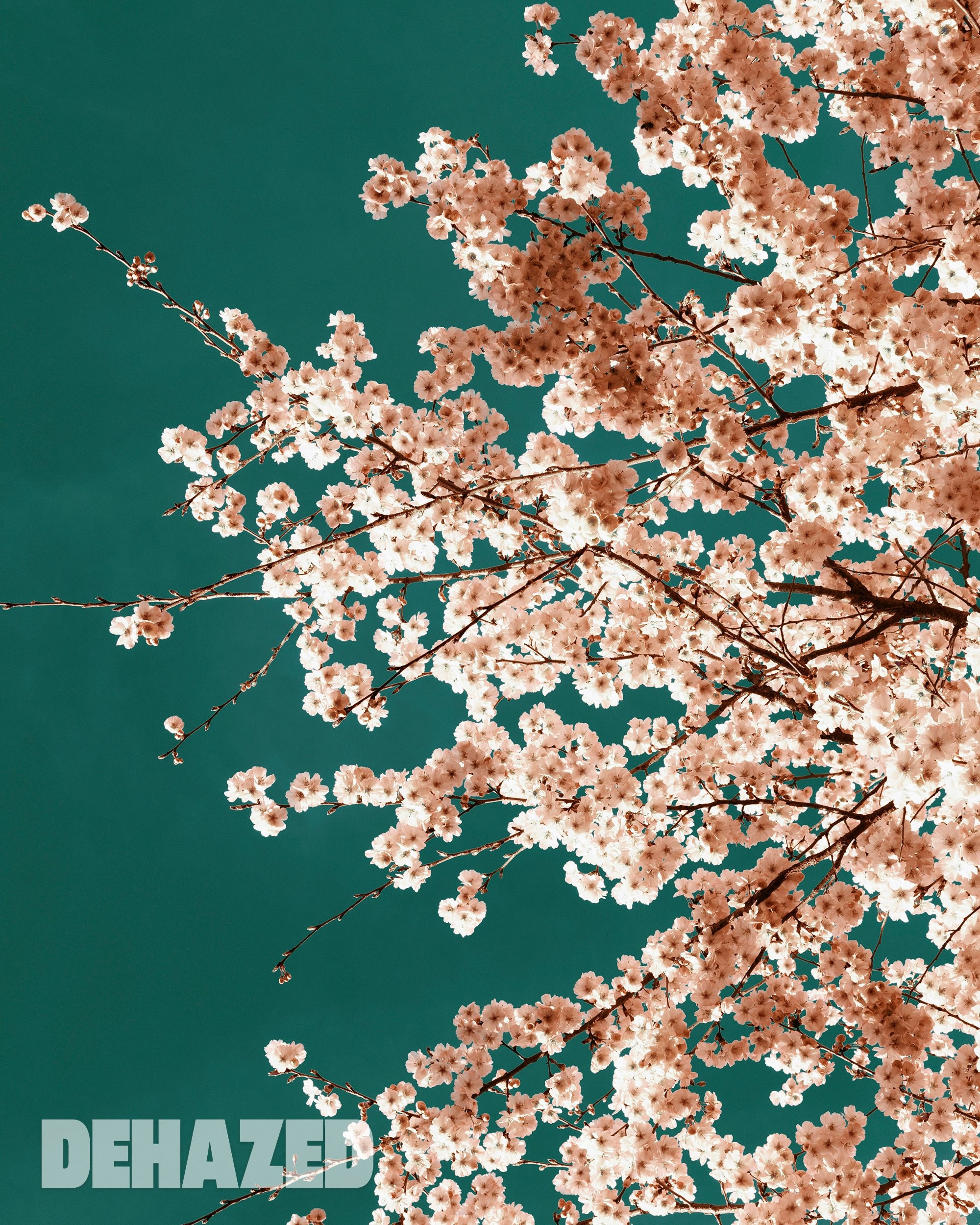 Publications. OLGA REPTIK