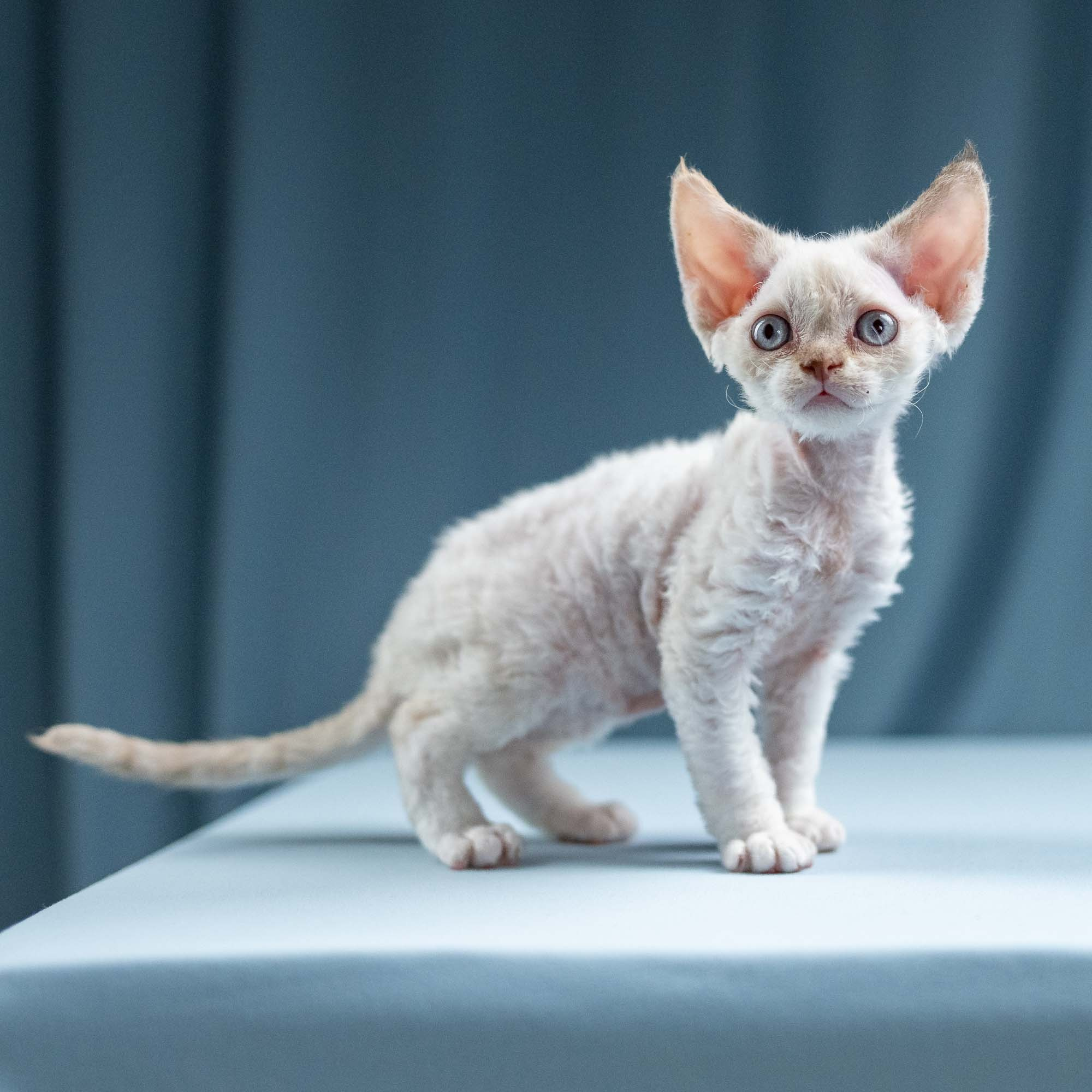 Jessica, girl, born 06.25.2025. Devon Rex Pixie Cattery