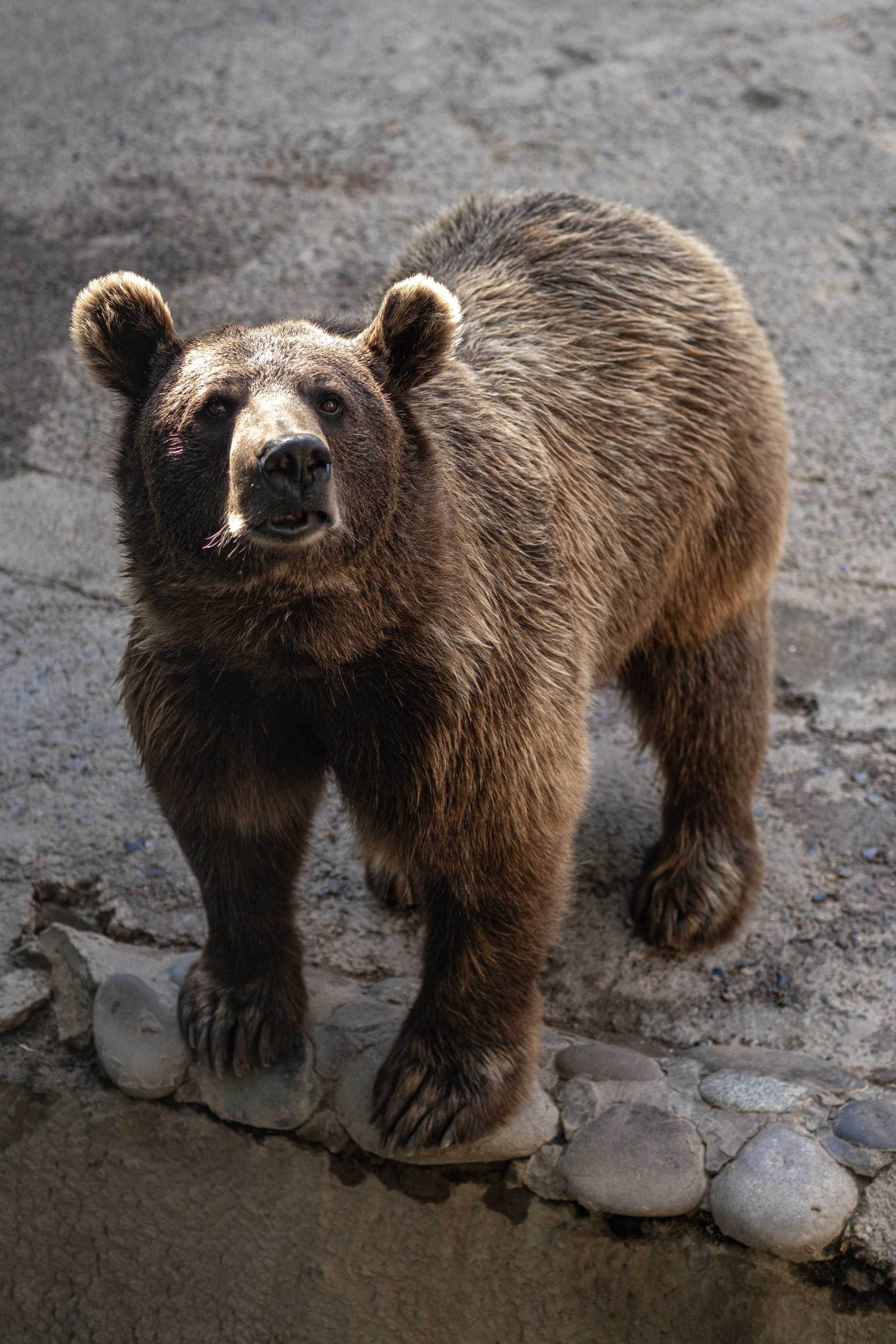 Животные. Фотограф-инноватор в Самарканде Вячеслав Новосёлов