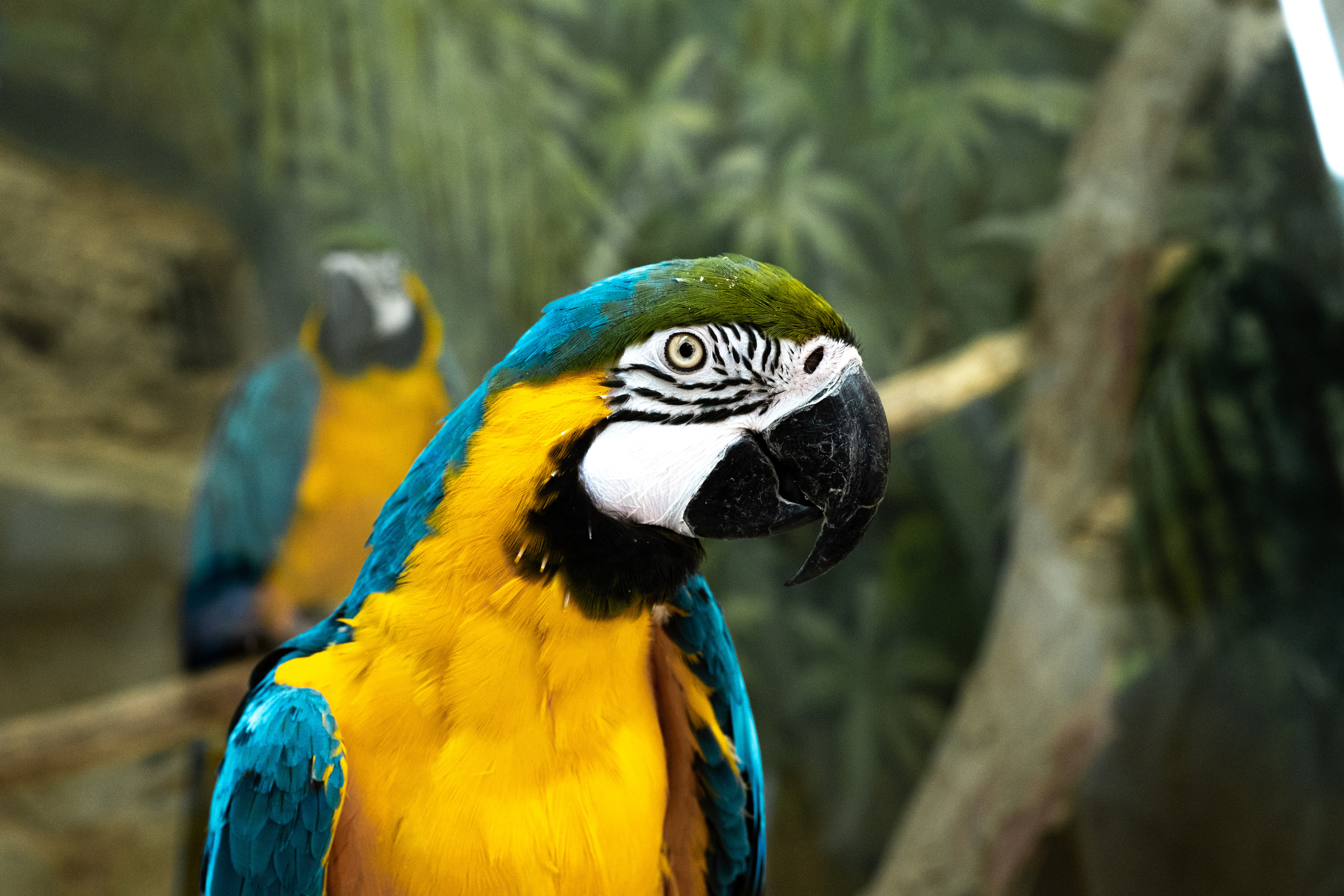 Животные. Фотограф-инноватор в Самарканде Вячеслав Новосёлов