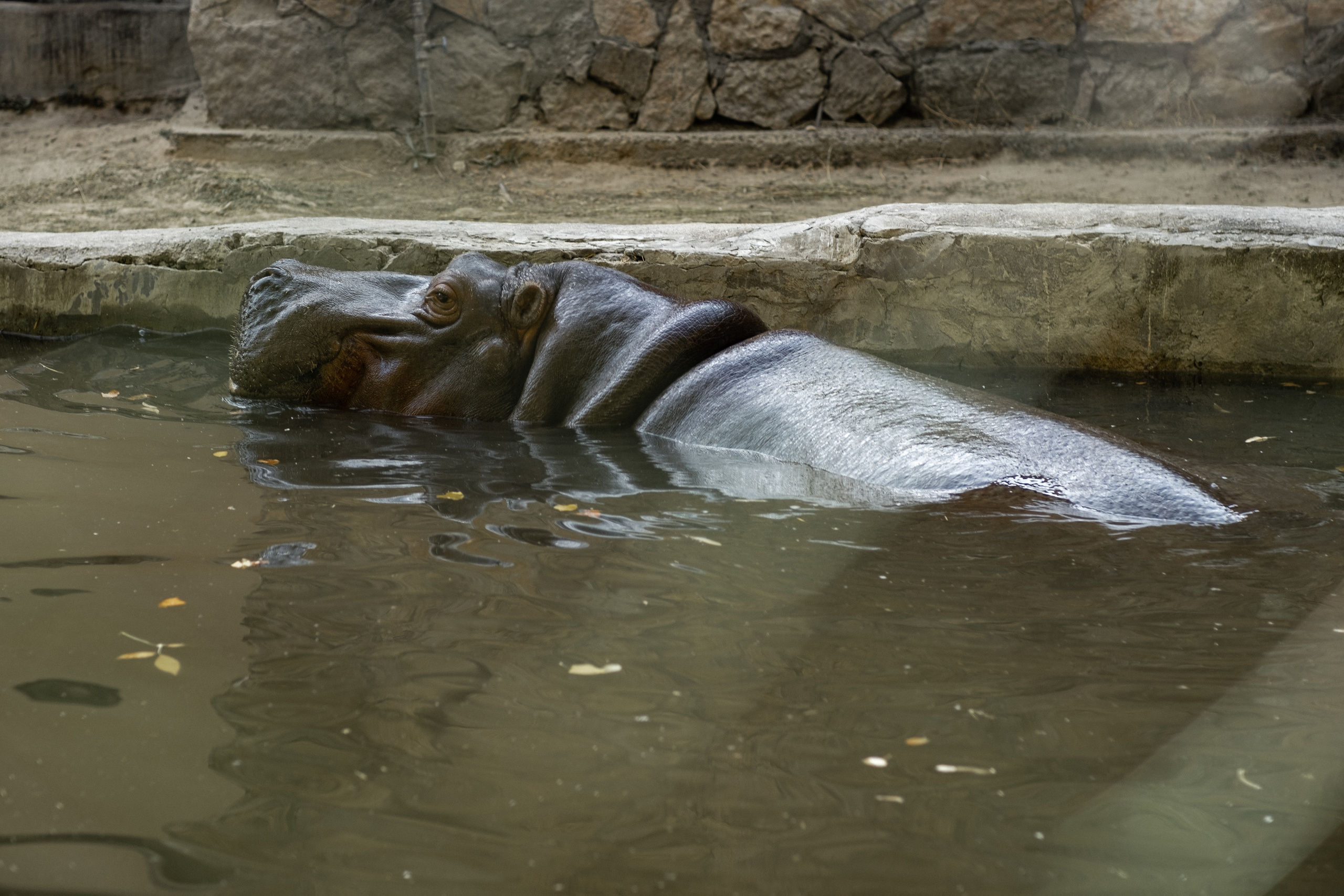 Животные. Фотограф-инноватор в Самарканде Вячеслав Новосёлов