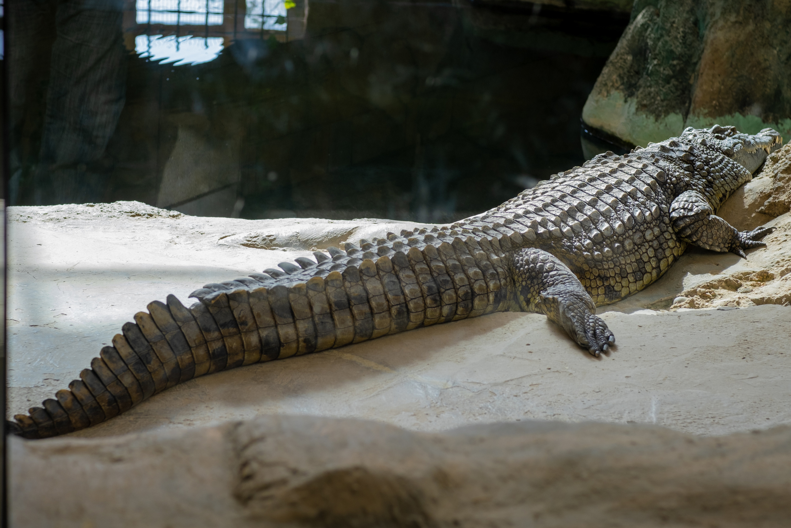 Животные. Фотограф-инноватор в Самарканде Вячеслав Новосёлов