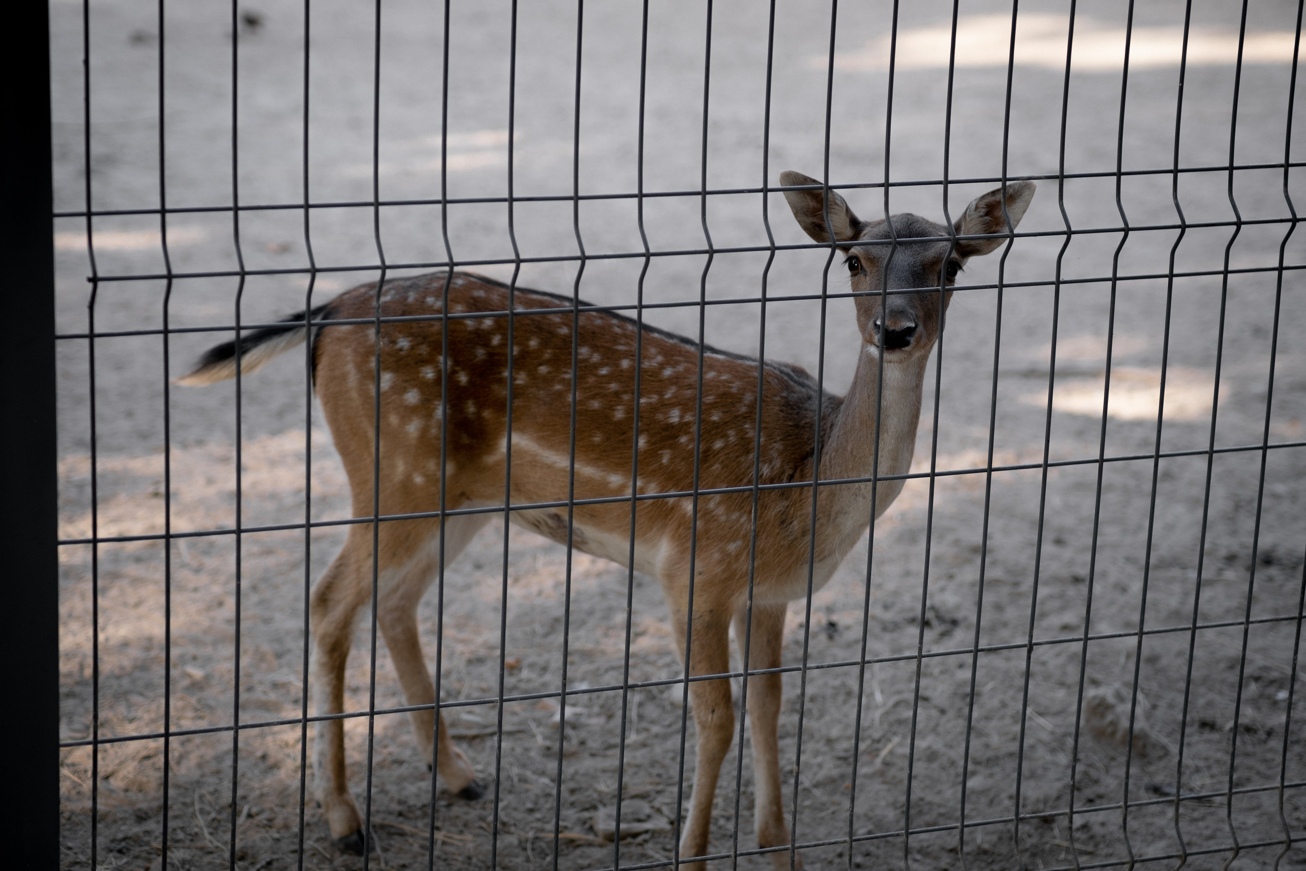 Животные. Фотограф-инноватор в Самарканде Вячеслав Новосёлов
