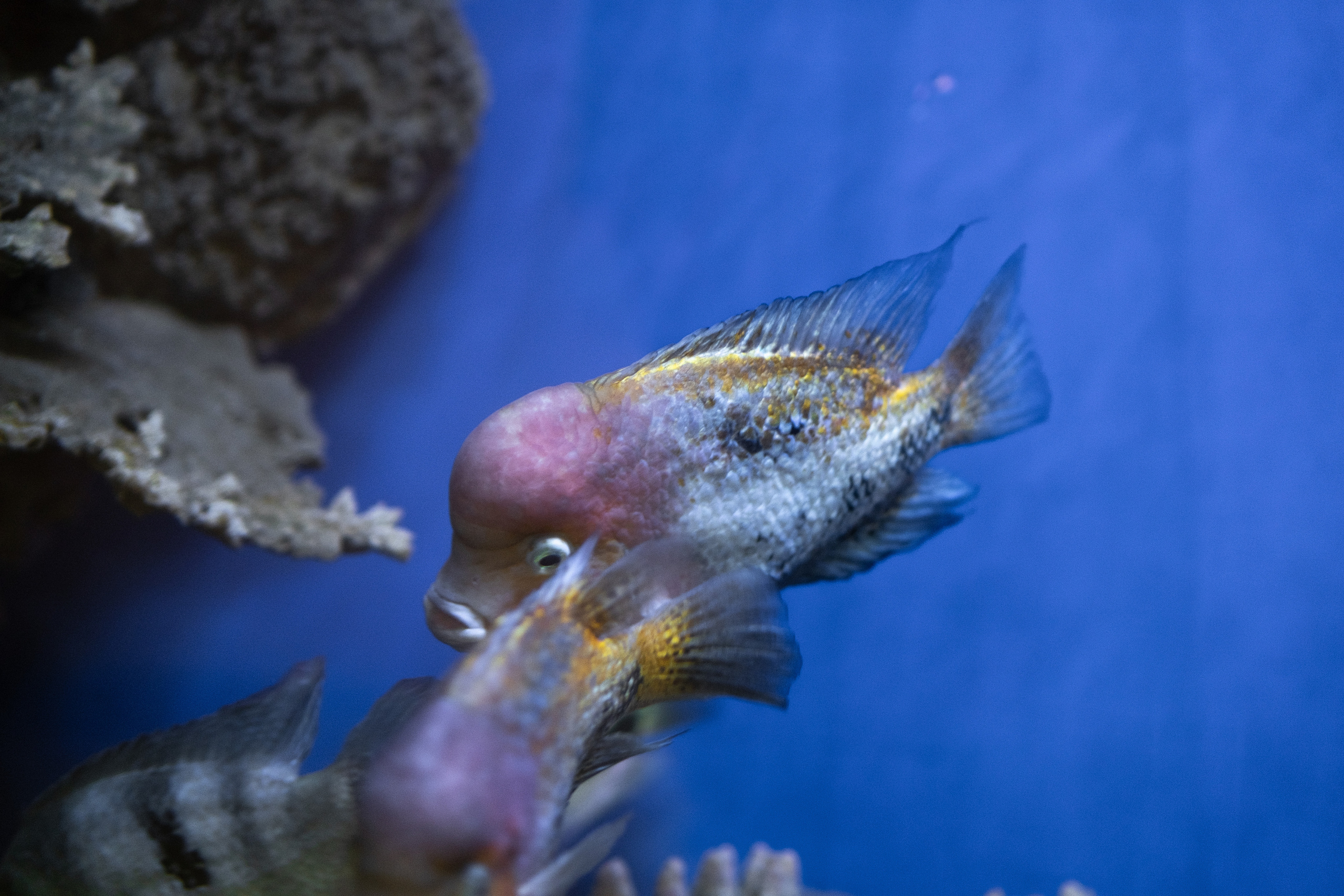 Животные. Фотограф-инноватор в Самарканде Вячеслав Новосёлов