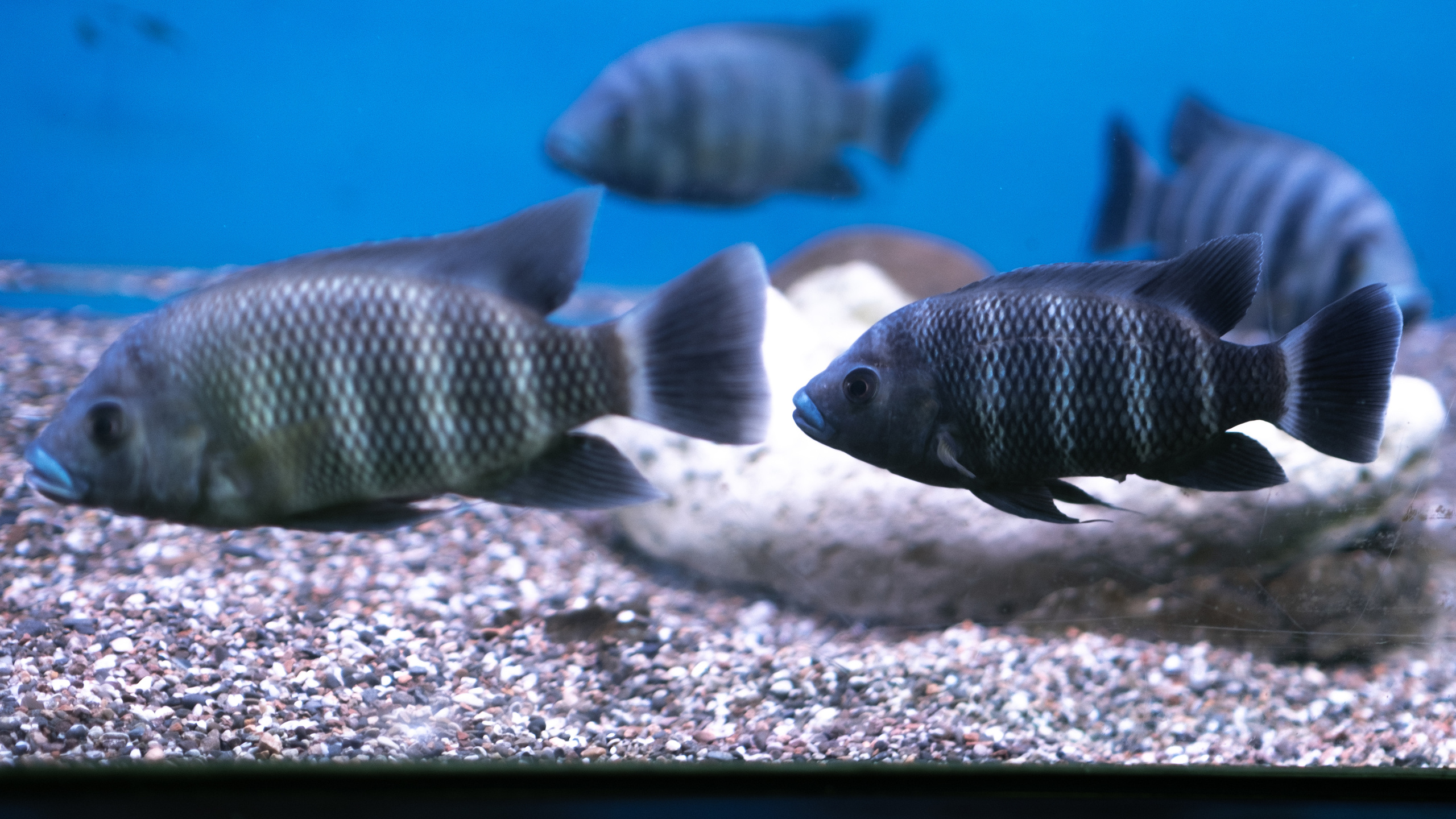 Животные. Фотограф-инноватор в Самарканде Вячеслав Новосёлов