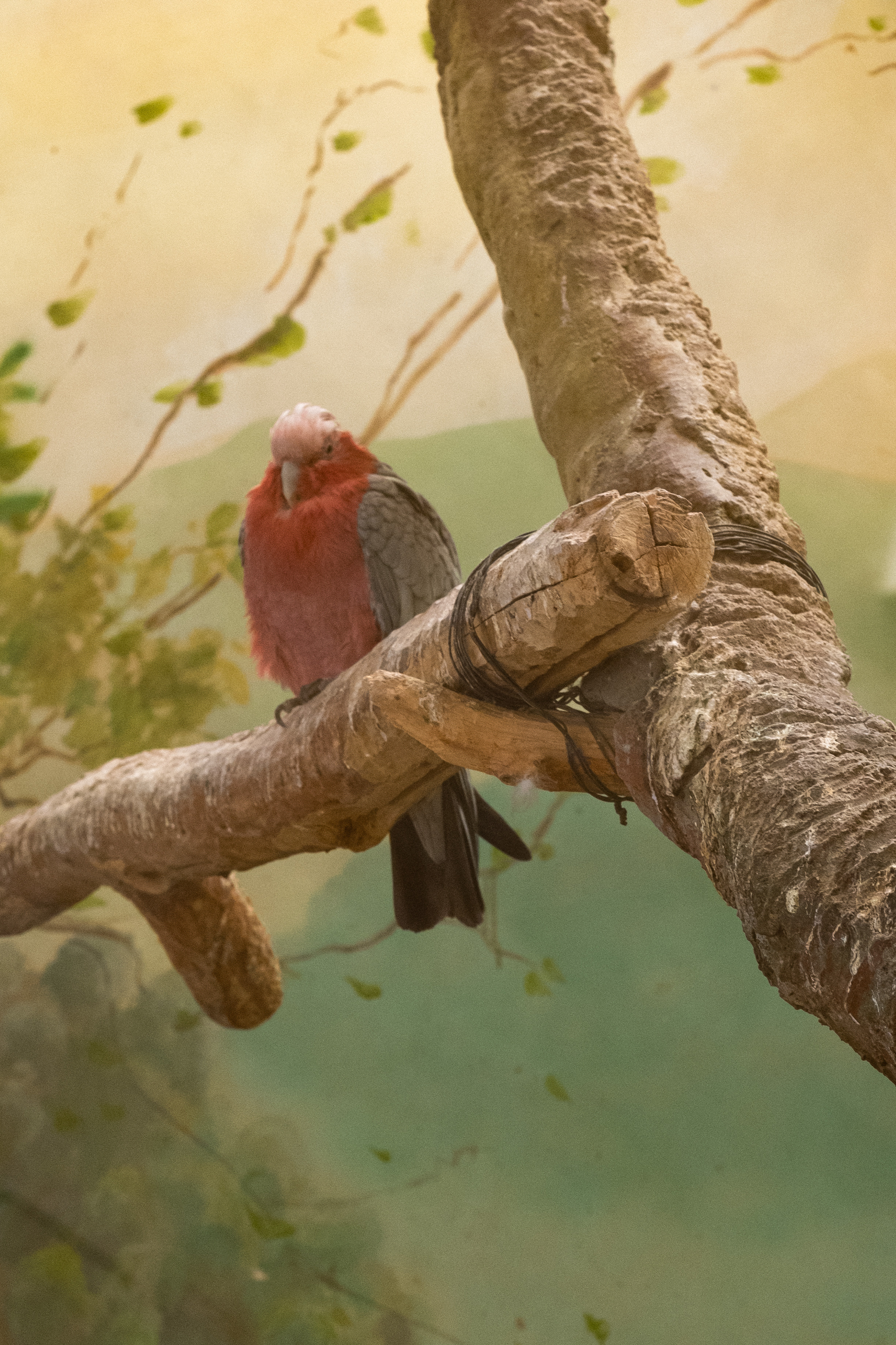 Животные. Фотограф-инноватор в Самарканде Вячеслав Новосёлов