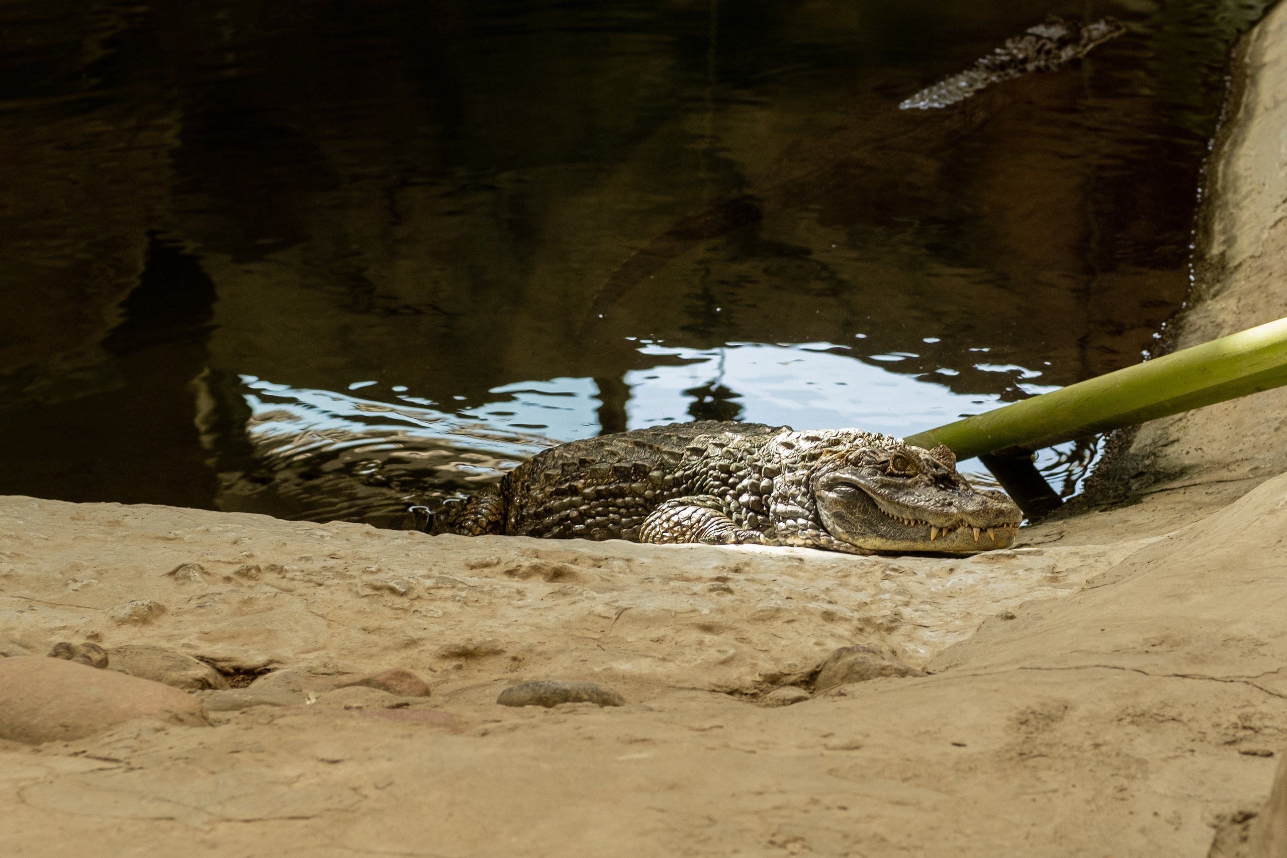 Животные. Фотограф-инноватор в Самарканде Вячеслав Новосёлов