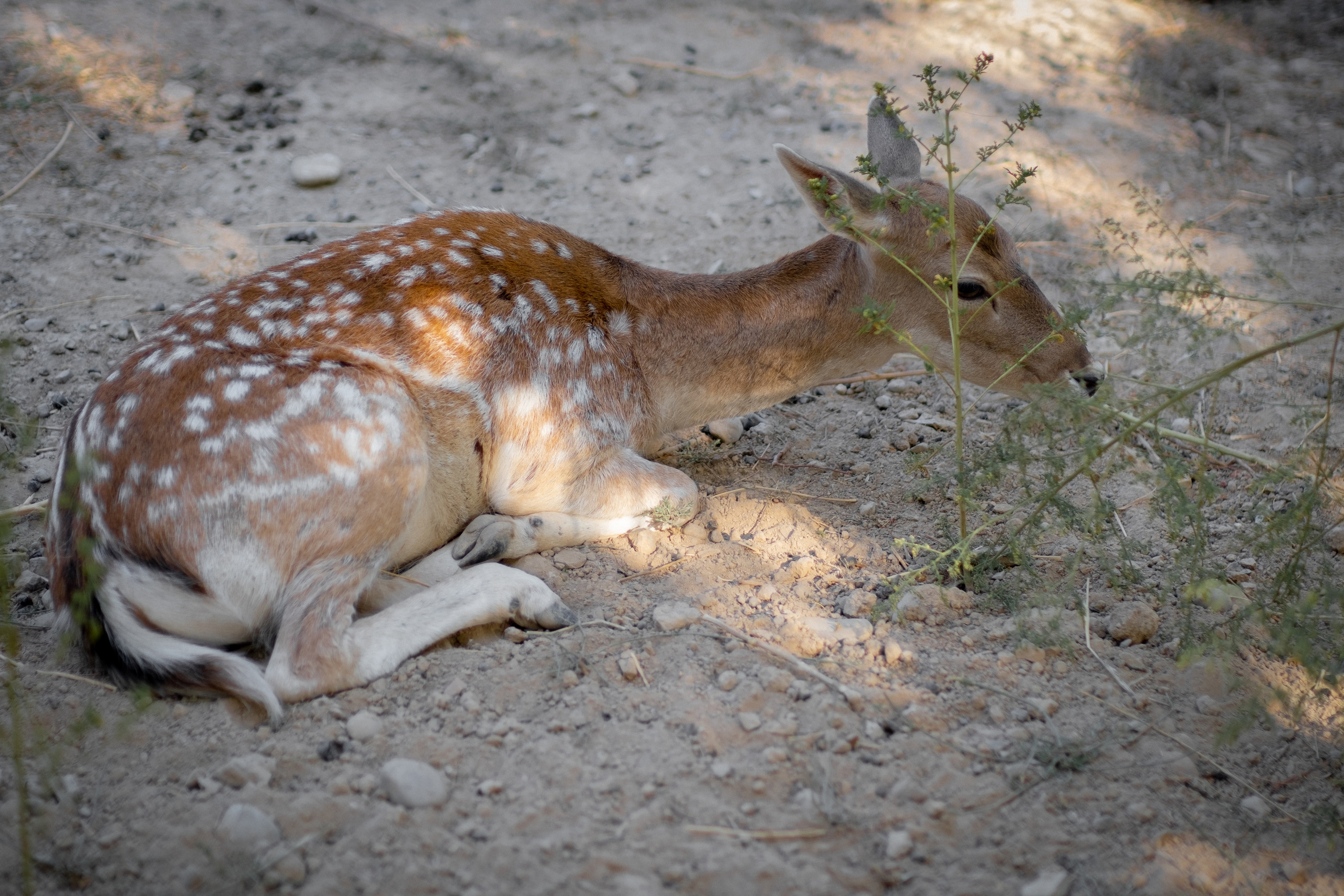 Животные. Фотограф-инноватор в Самарканде Вячеслав Новосёлов