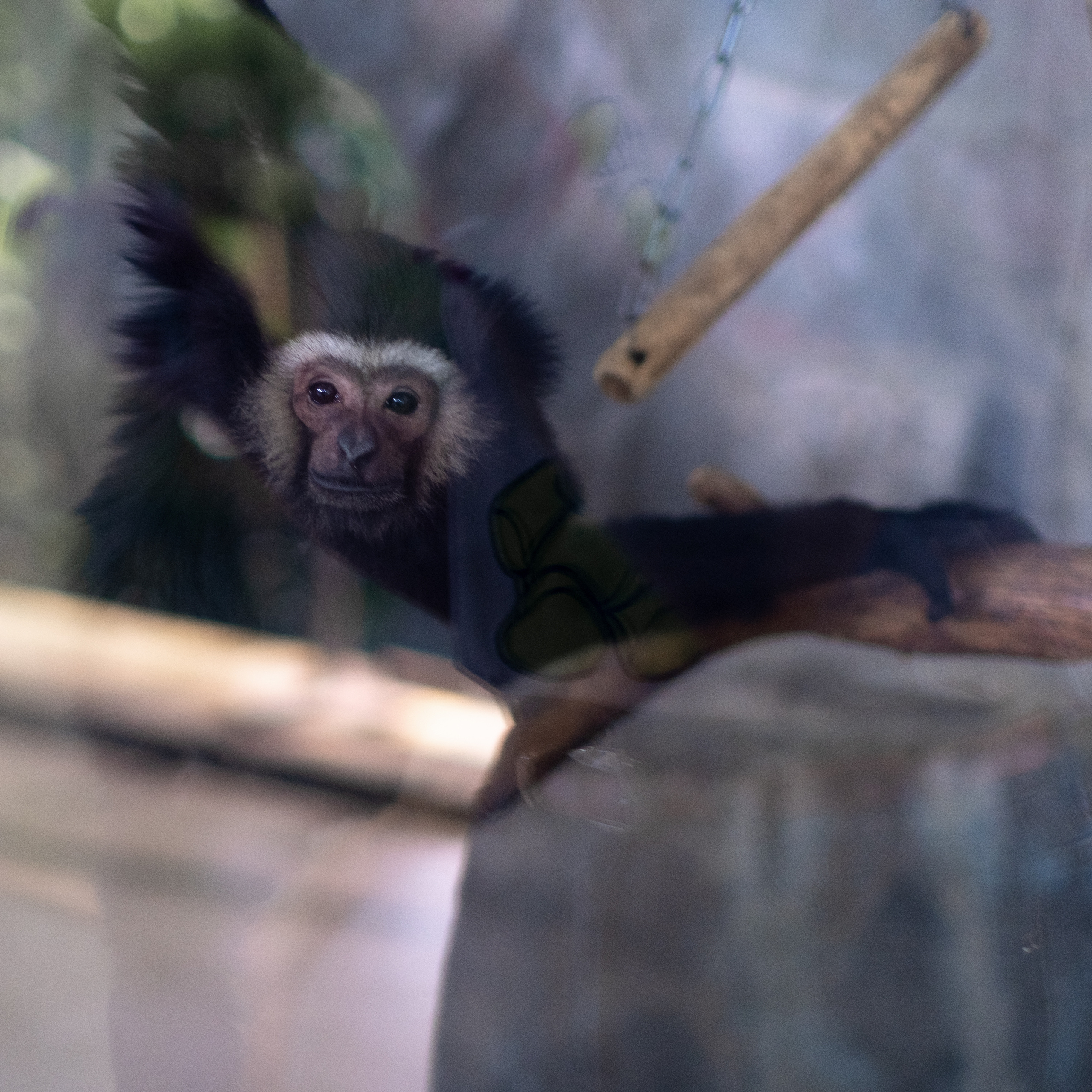 Животные. Фотограф-инноватор в Самарканде Вячеслав Новосёлов