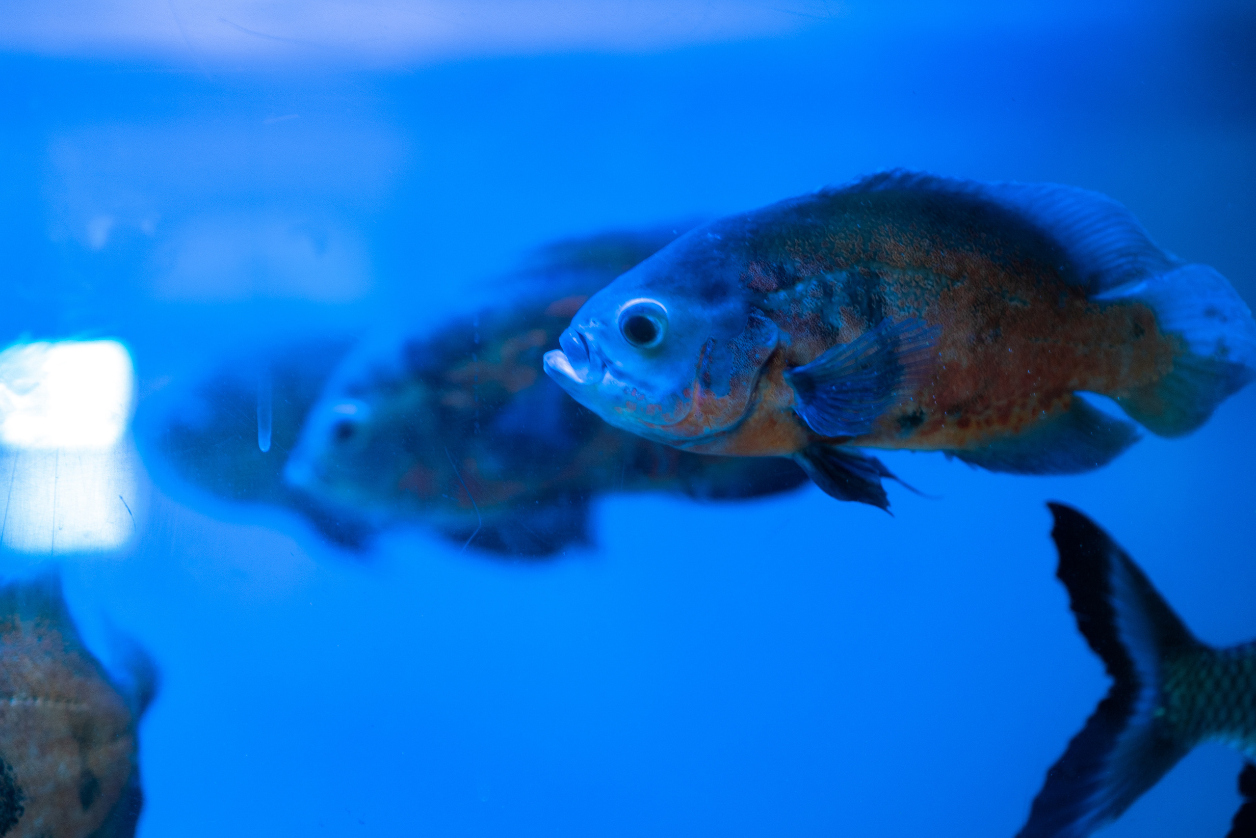 Животные. Фотограф-инноватор в Самарканде Вячеслав Новосёлов