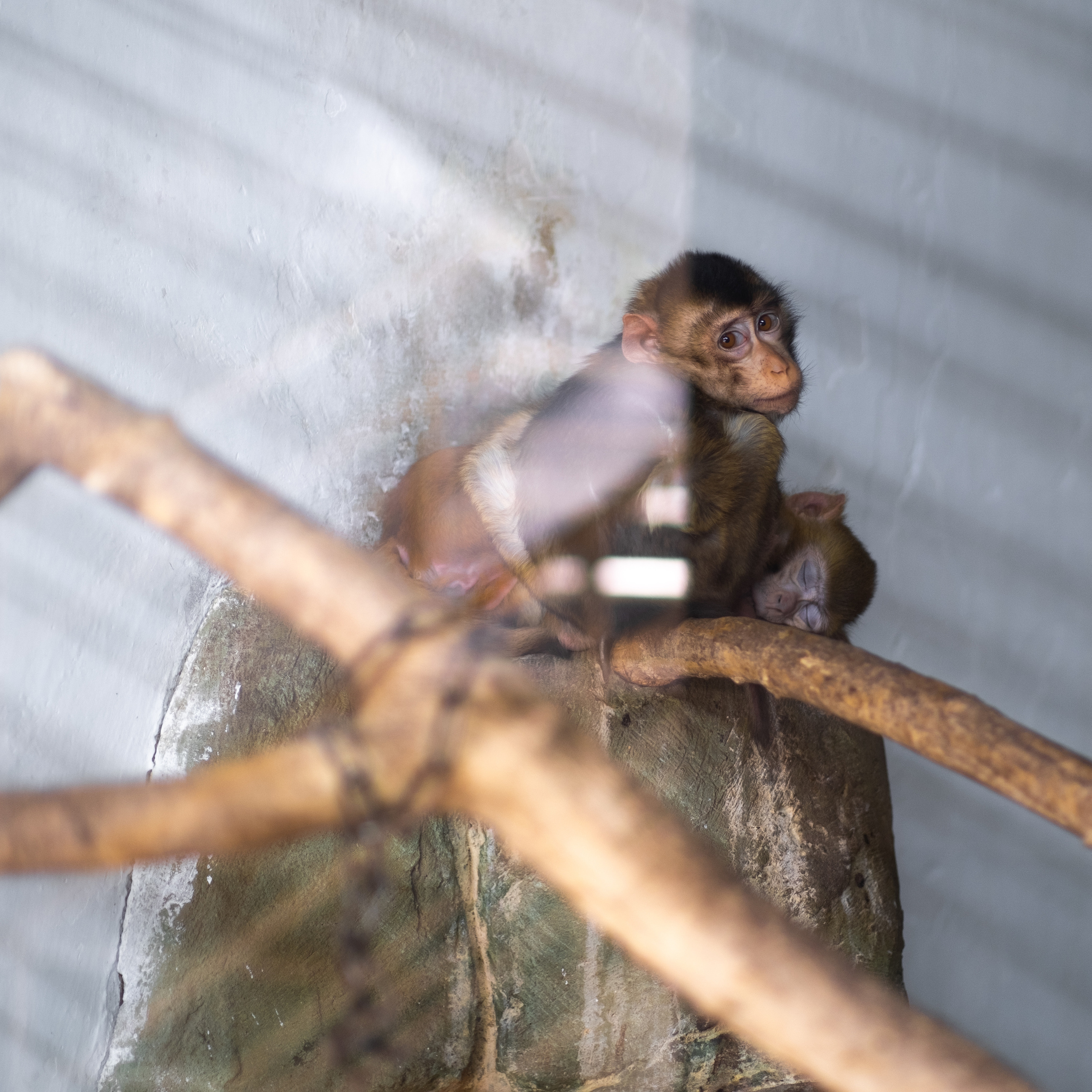 Животные. Фотограф-инноватор в Самарканде Вячеслав Новосёлов