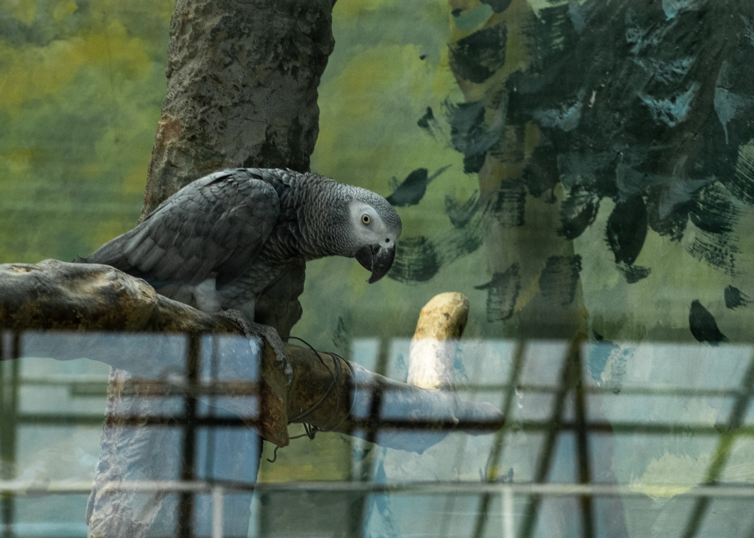 Животные. Фотограф-инноватор в Самарканде Вячеслав Новосёлов