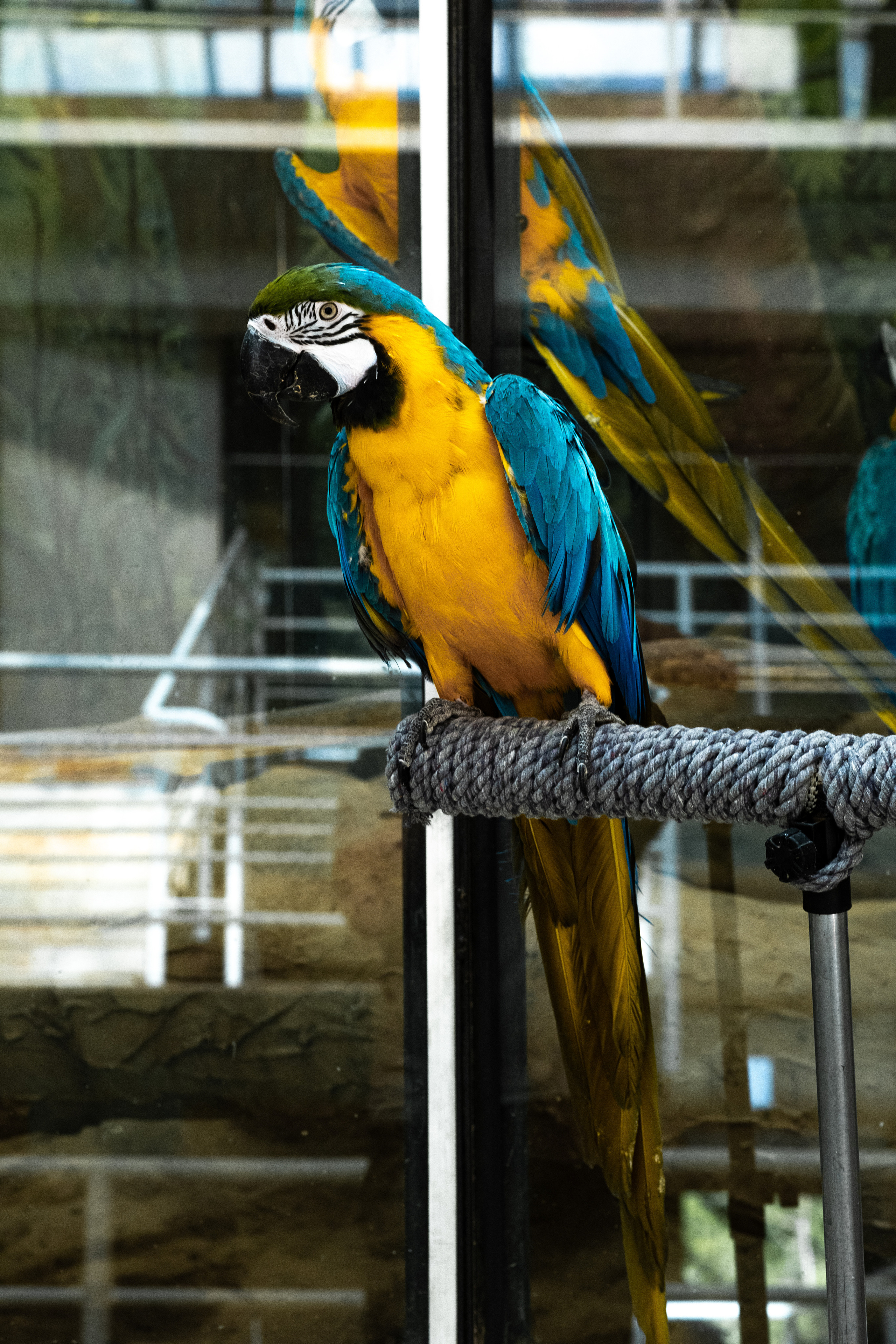 Животные. Фотограф-инноватор в Самарканде Вячеслав Новосёлов