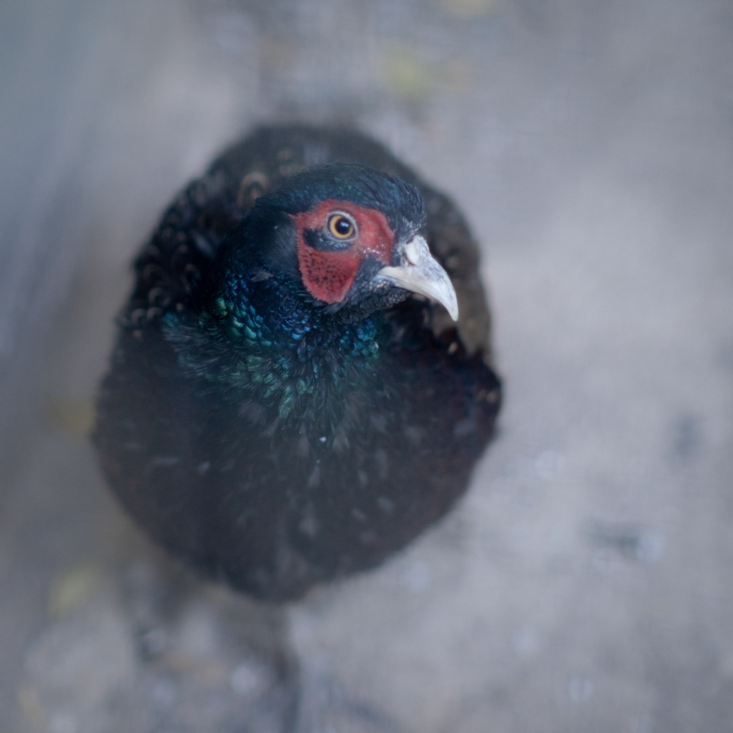 Животные. Фотограф-инноватор в Самарканде Вячеслав Новосёлов