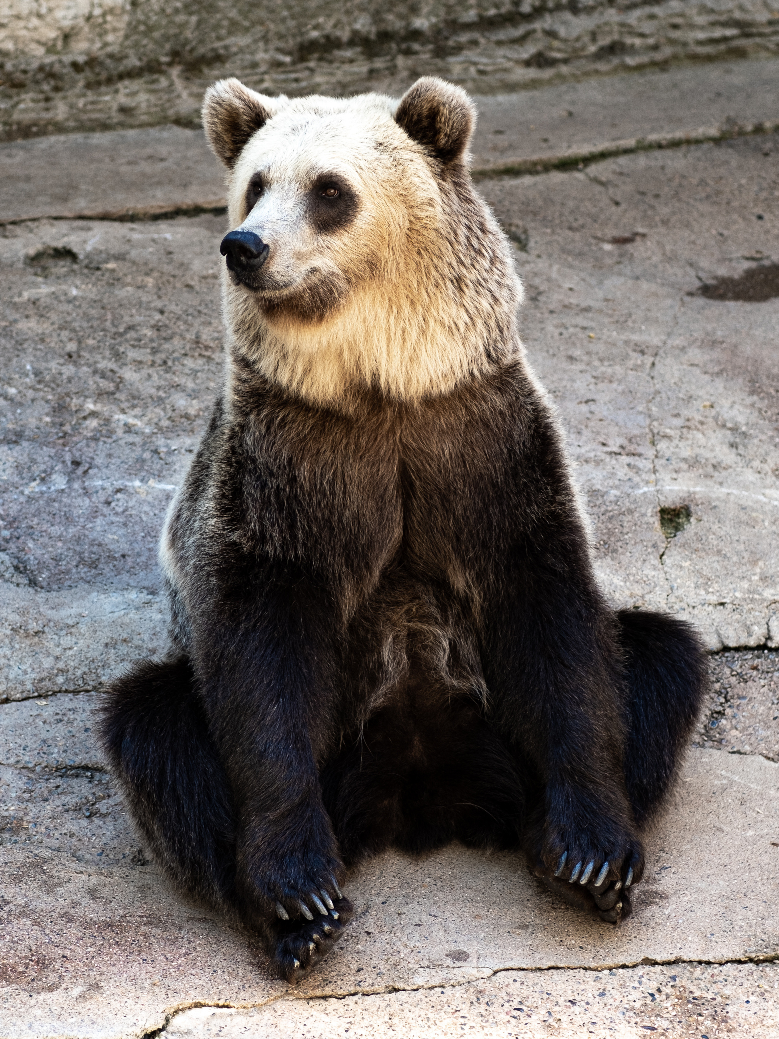 Животные. Фотограф-инноватор в Самарканде Вячеслав Новосёлов