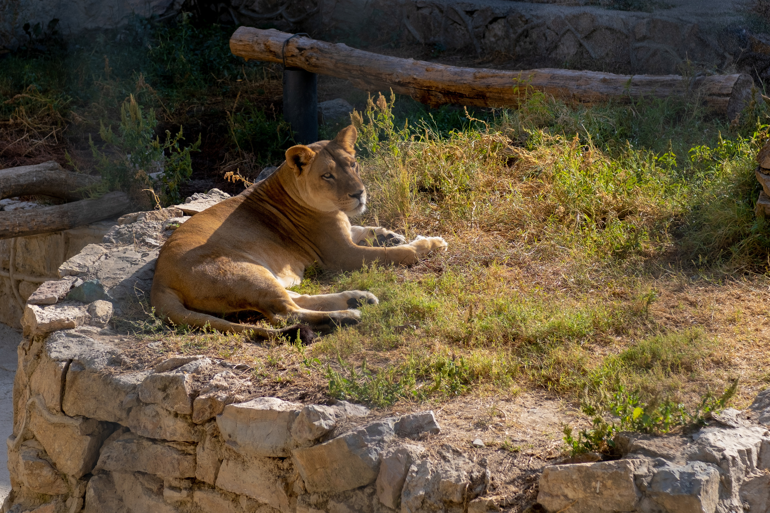 Животные. Фотограф-инноватор в Самарканде Вячеслав Новосёлов