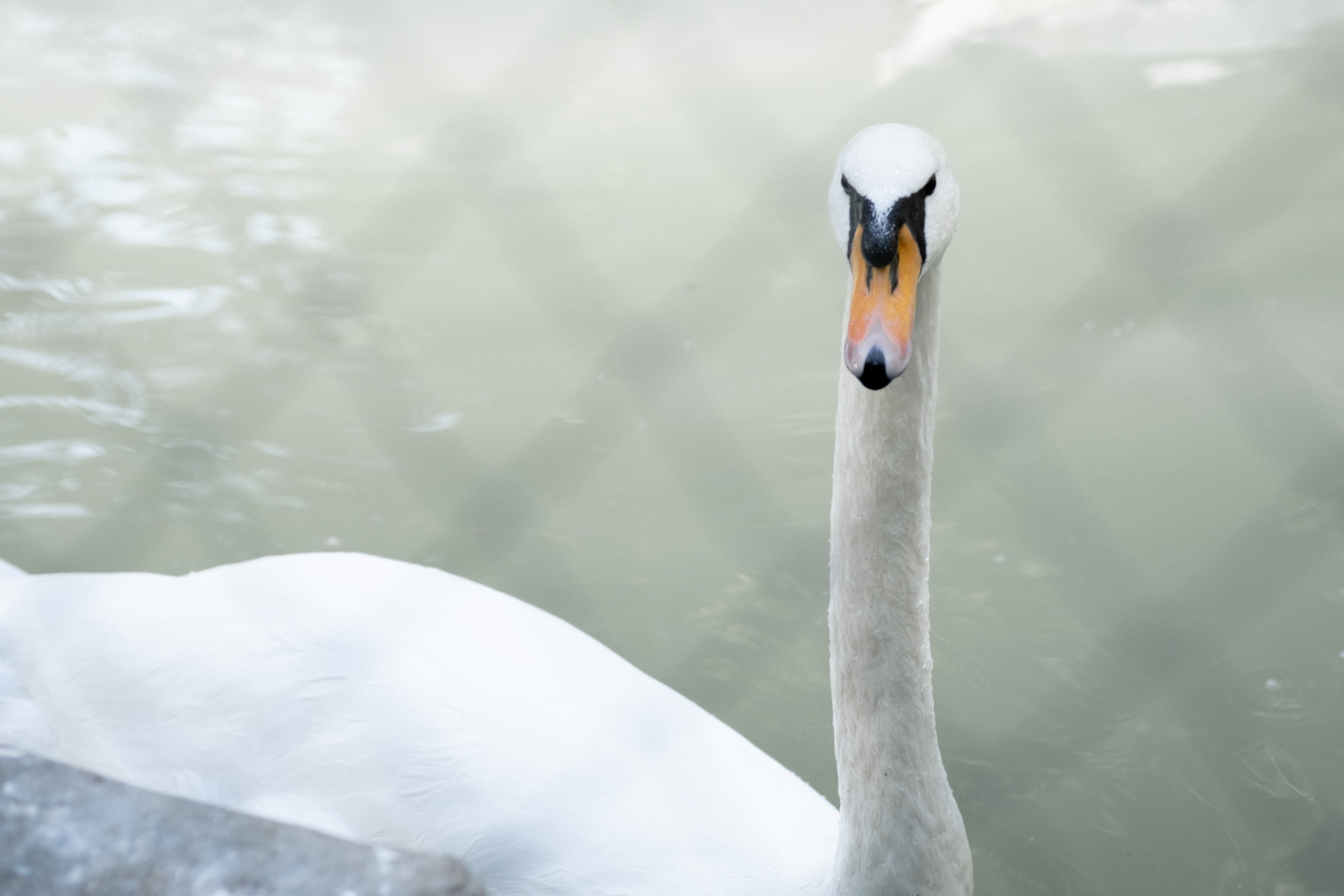 Животные. Фотограф-инноватор в Самарканде Вячеслав Новосёлов