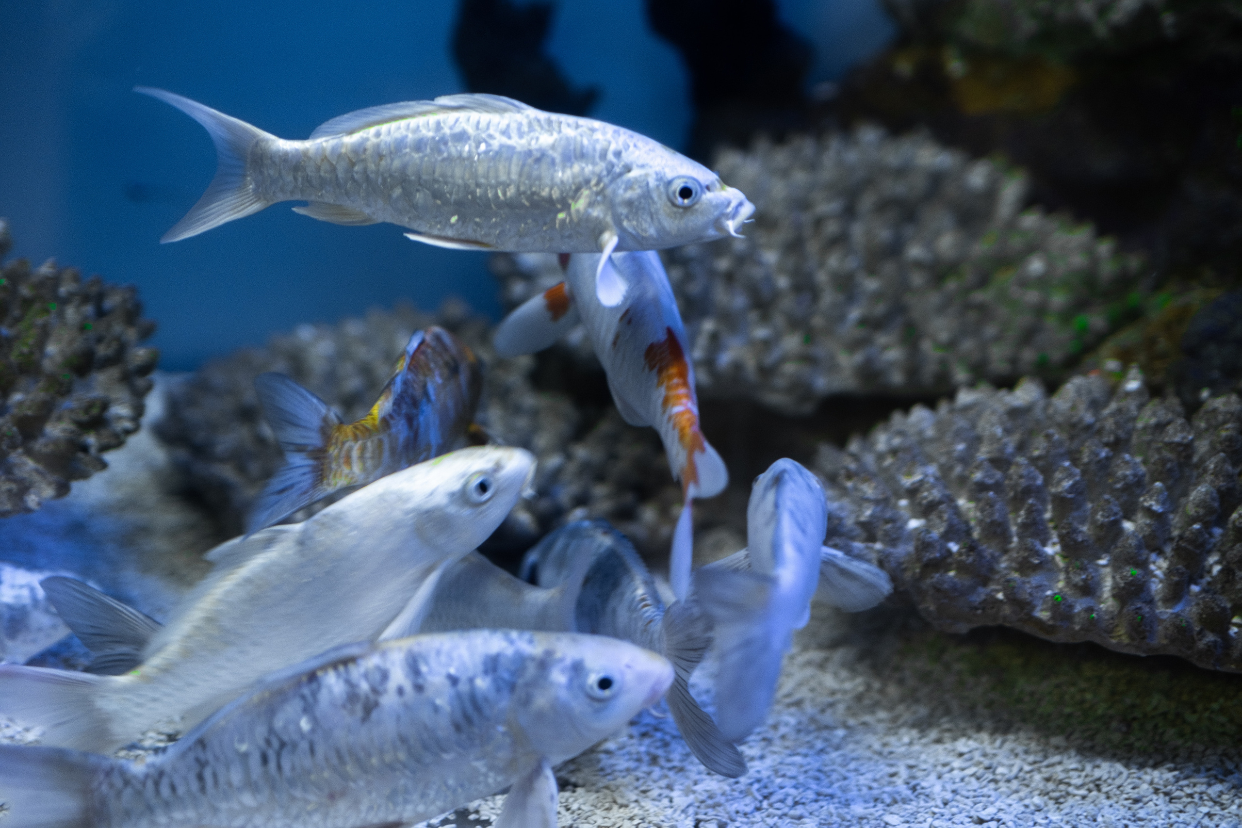 Животные. Фотограф-инноватор в Самарканде Вячеслав Новосёлов