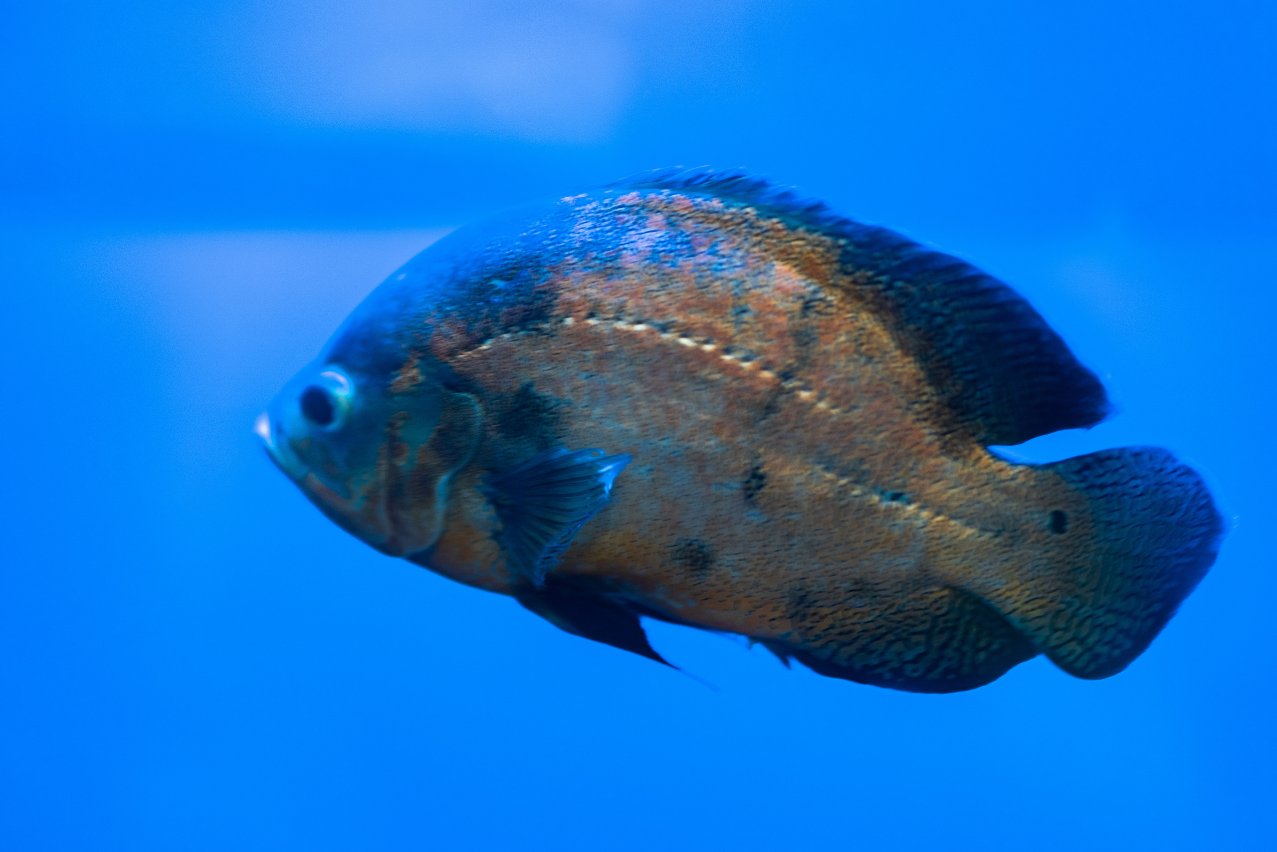 Животные. Фотограф-инноватор в Самарканде Вячеслав Новосёлов